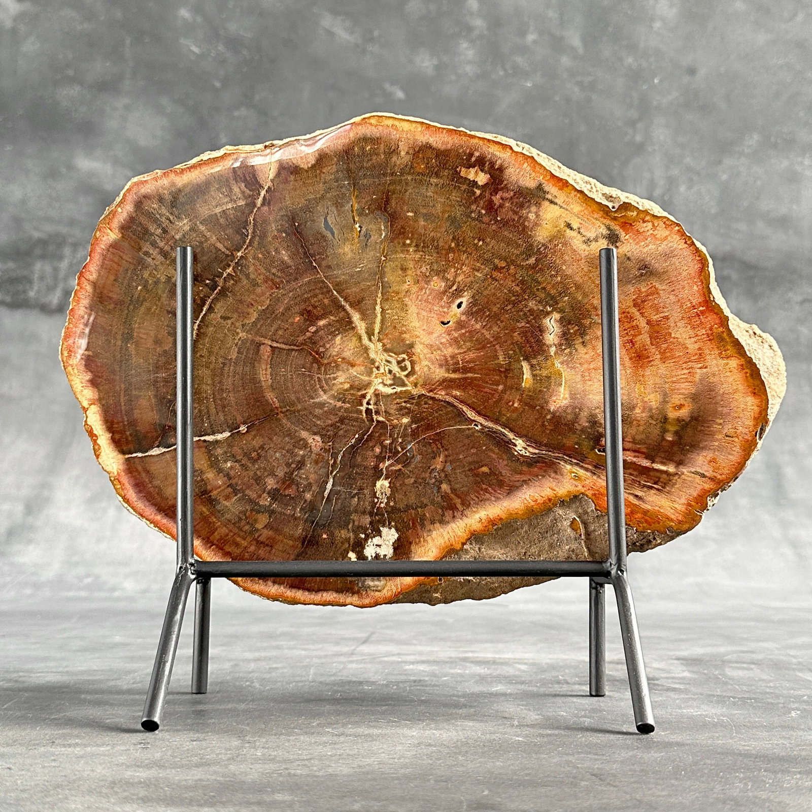 Beautiful slice of red petrified wood on a custom stand - 10