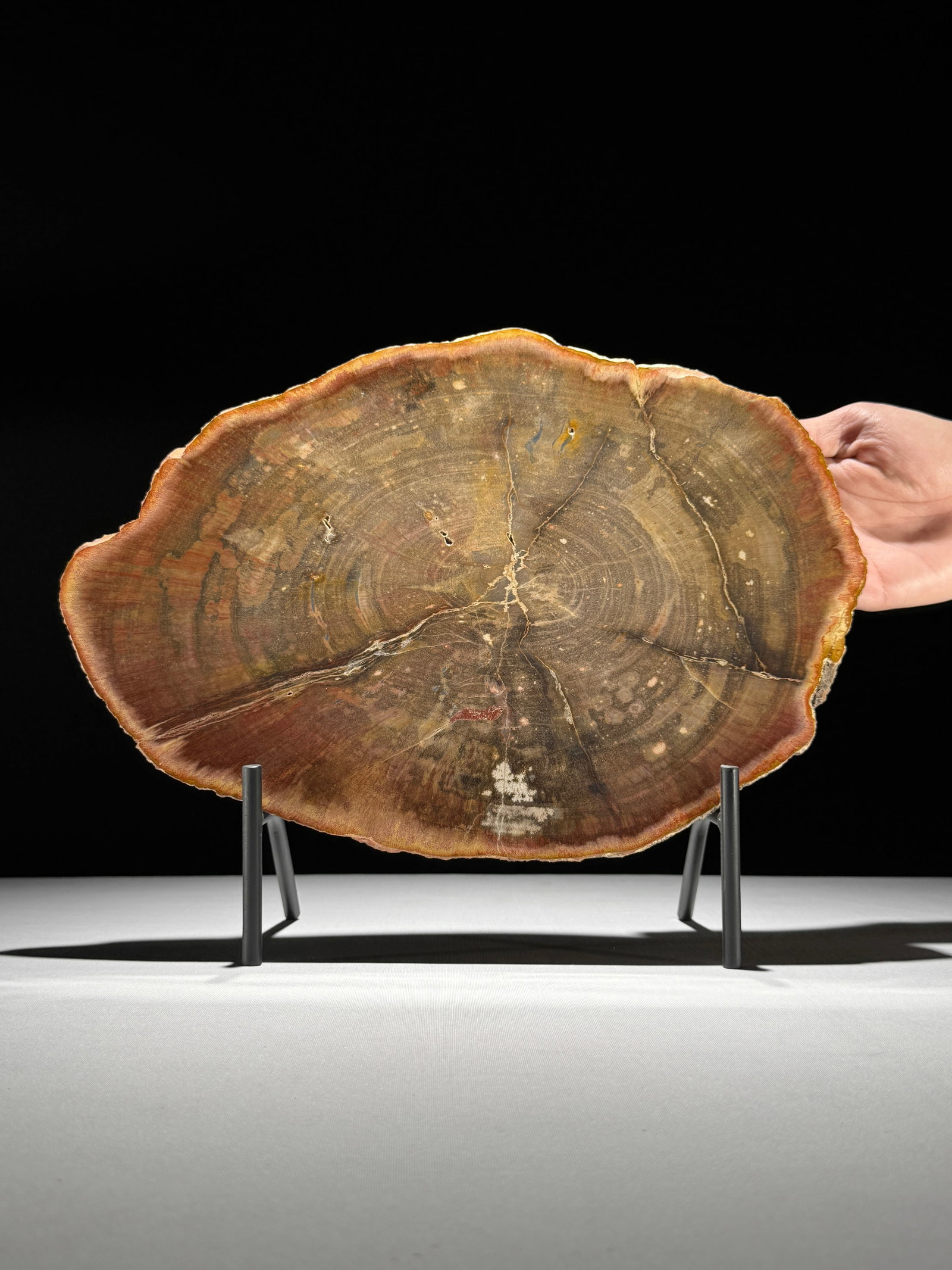 Beautiful slice of red petrified wood on a custom stand: Title: Beautiful slice of red petrified wood on a custom stand Maker:Unknown Origin: Indonesia Date/Period:NEOGENE-Miocene, Aquitanian (20.44-23.03 million years) Materials:Petrified Wood, steel