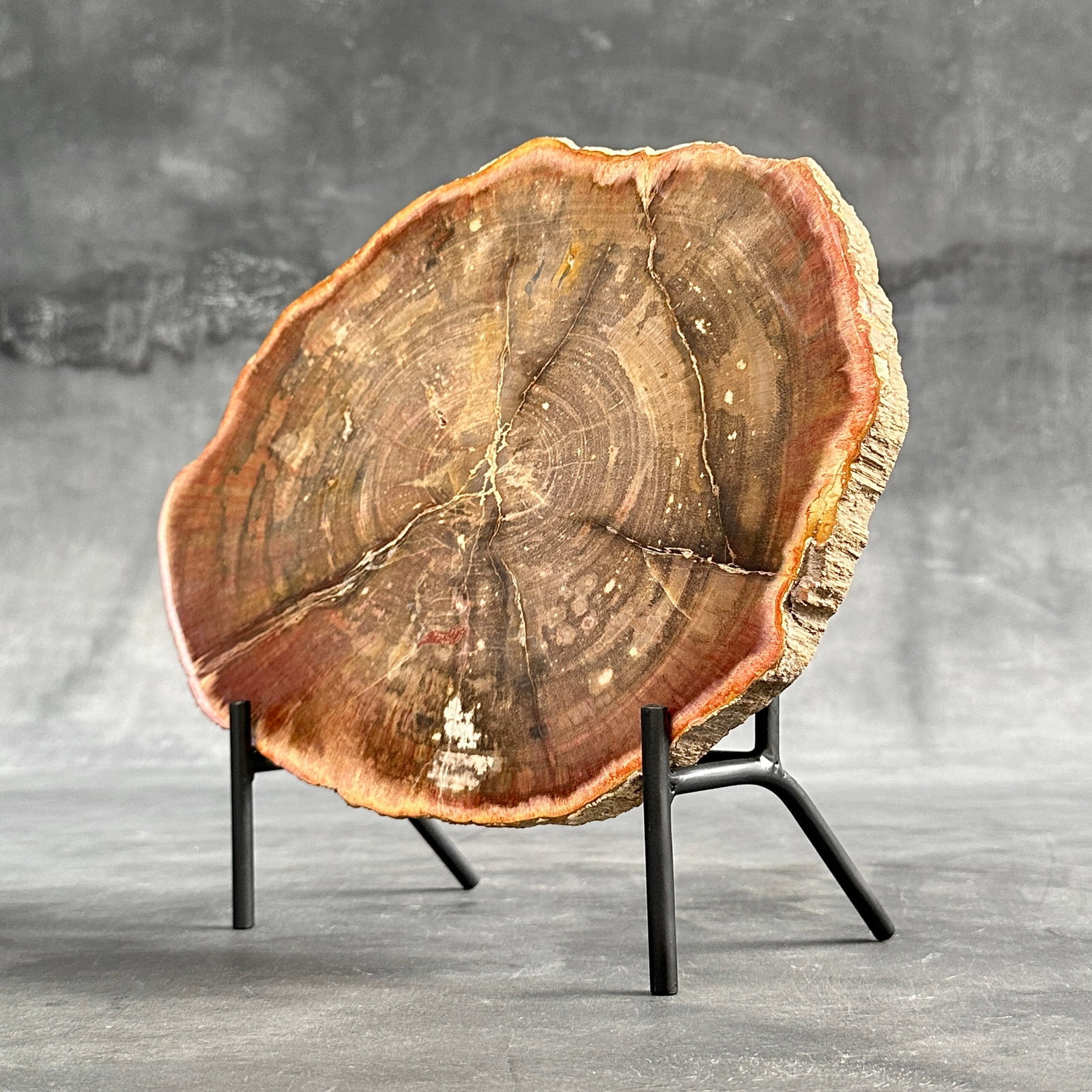 Beautiful slice of red petrified wood on a custom stand - 2
