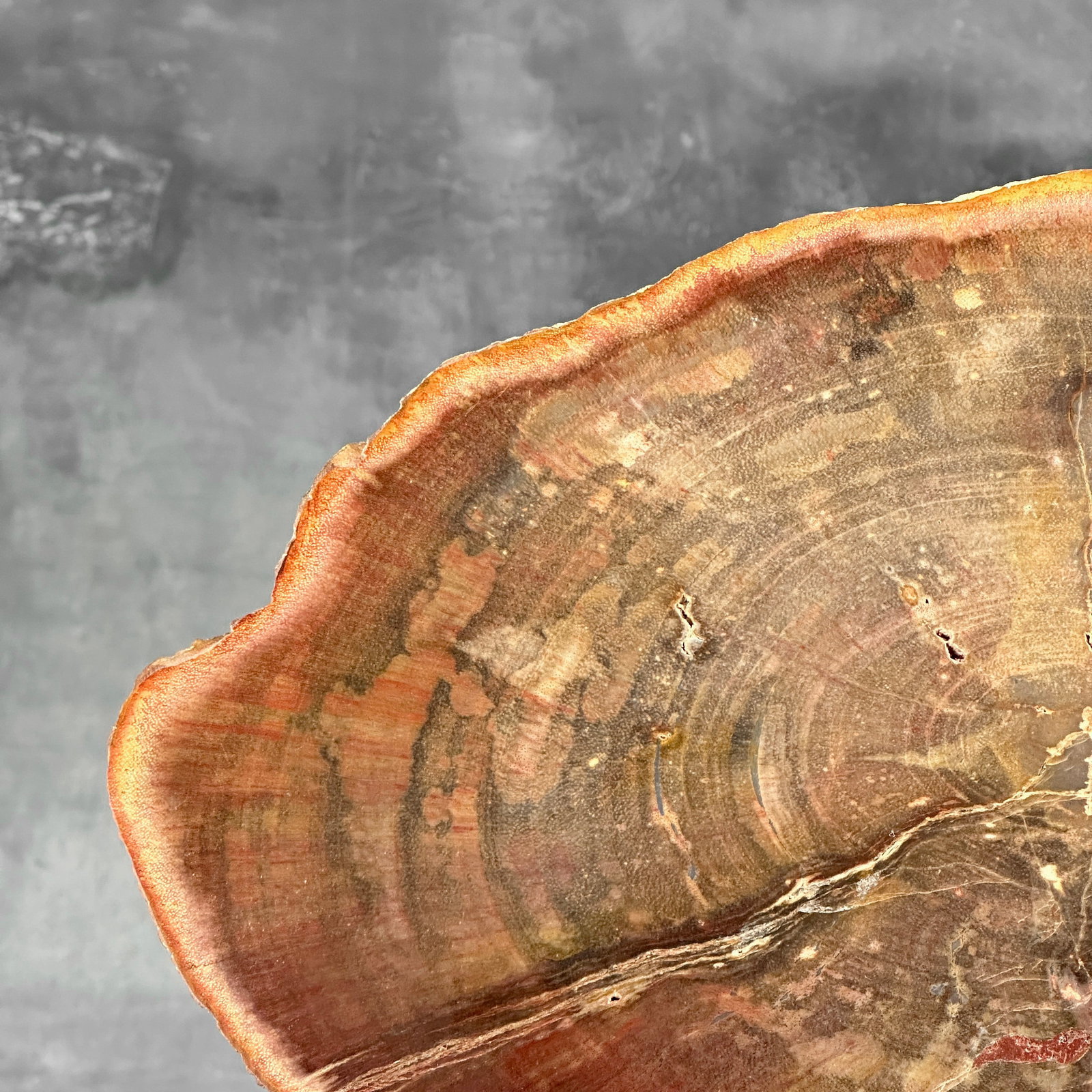 Beautiful slice of red petrified wood on a custom stand - 3
