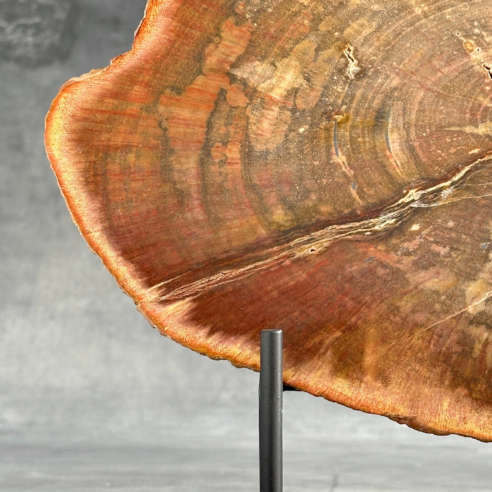 Beautiful slice of red petrified wood on a custom stand - 4