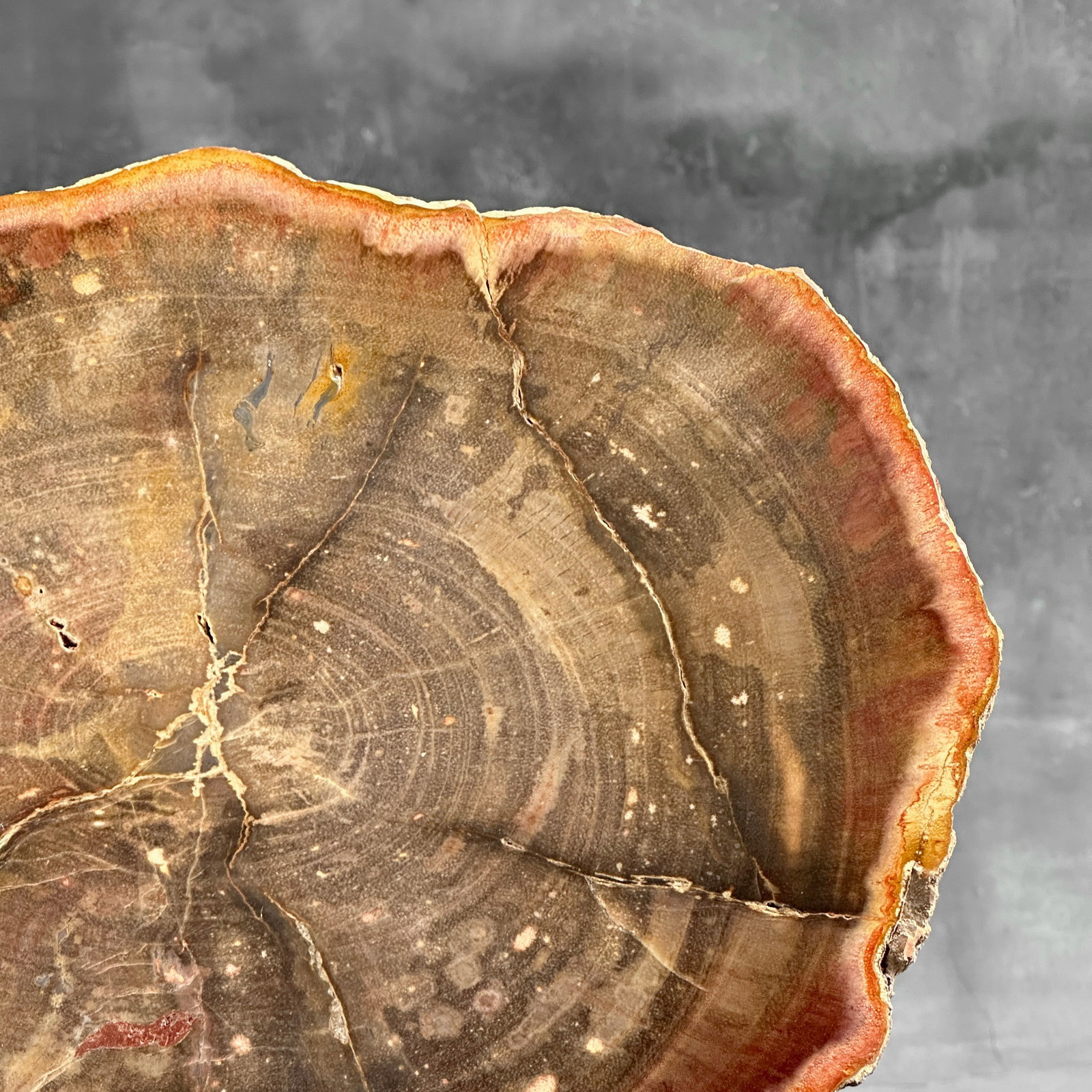 Beautiful slice of red petrified wood on a custom stand - 5