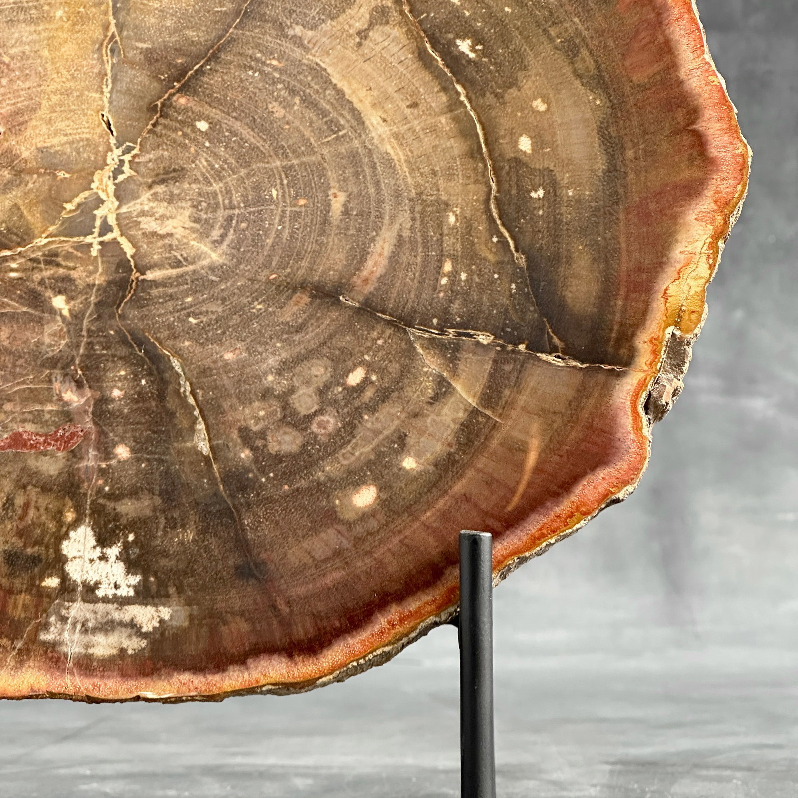 Beautiful slice of red petrified wood on a custom stand - 6
