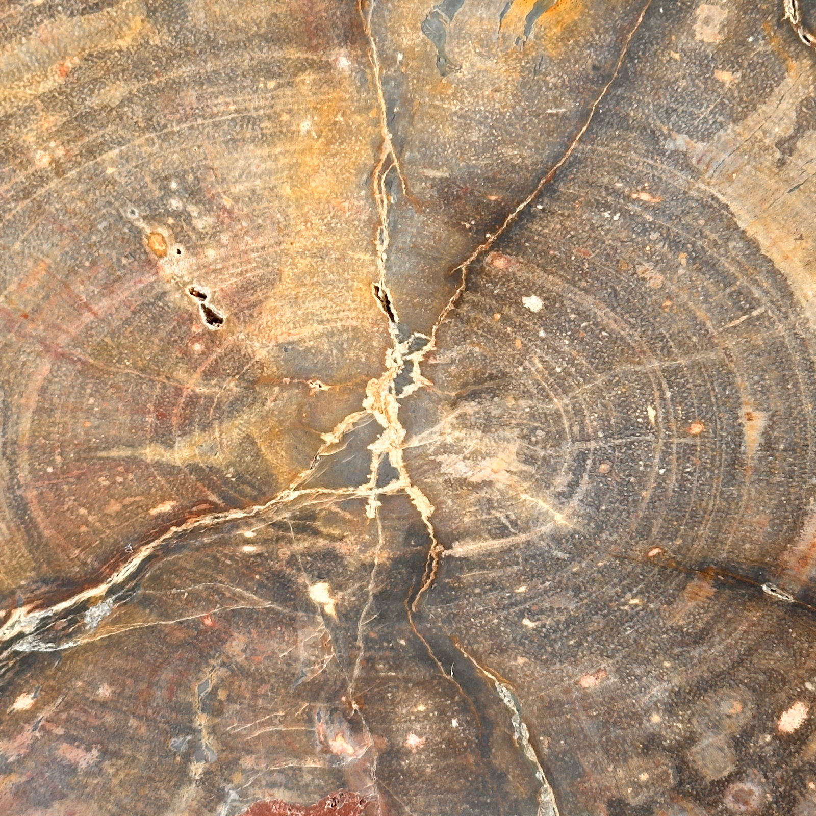 Beautiful slice of red petrified wood on a custom stand - 7