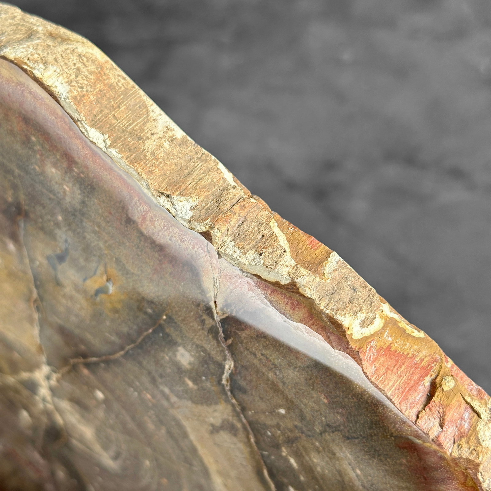 Beautiful slice of red petrified wood on a custom stand - 8