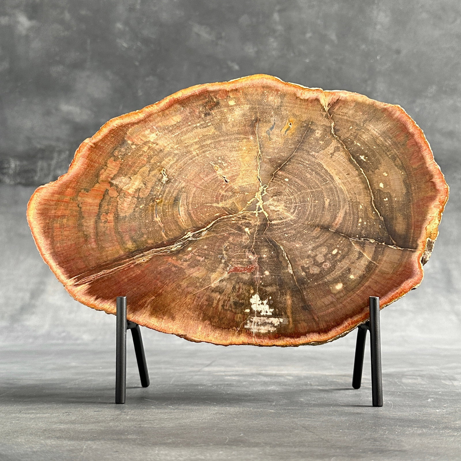 Beautiful slice of red petrified wood on a custom stand - 9