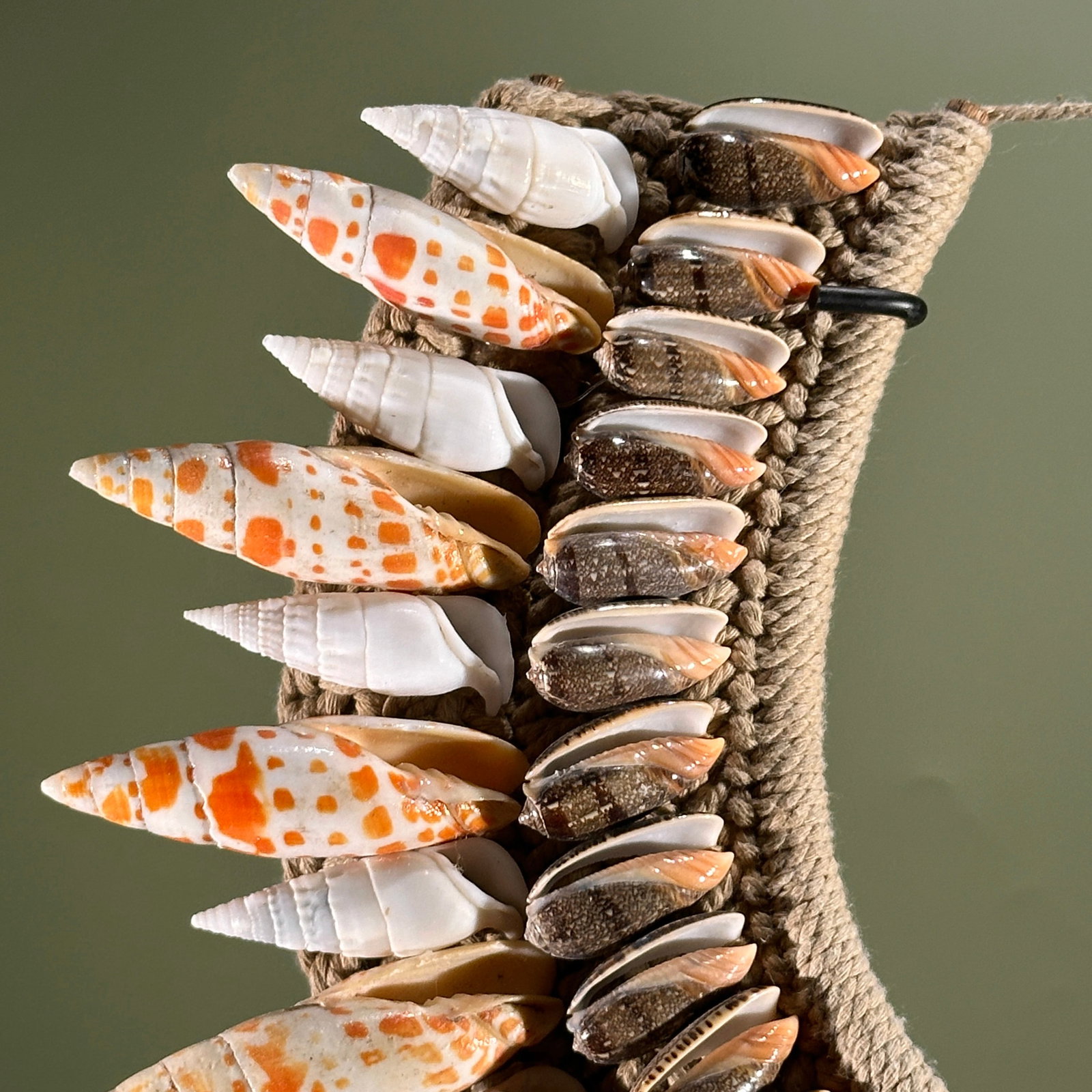 Decorative Papua necklace - Large Burnt Orange Miter Shells - 3