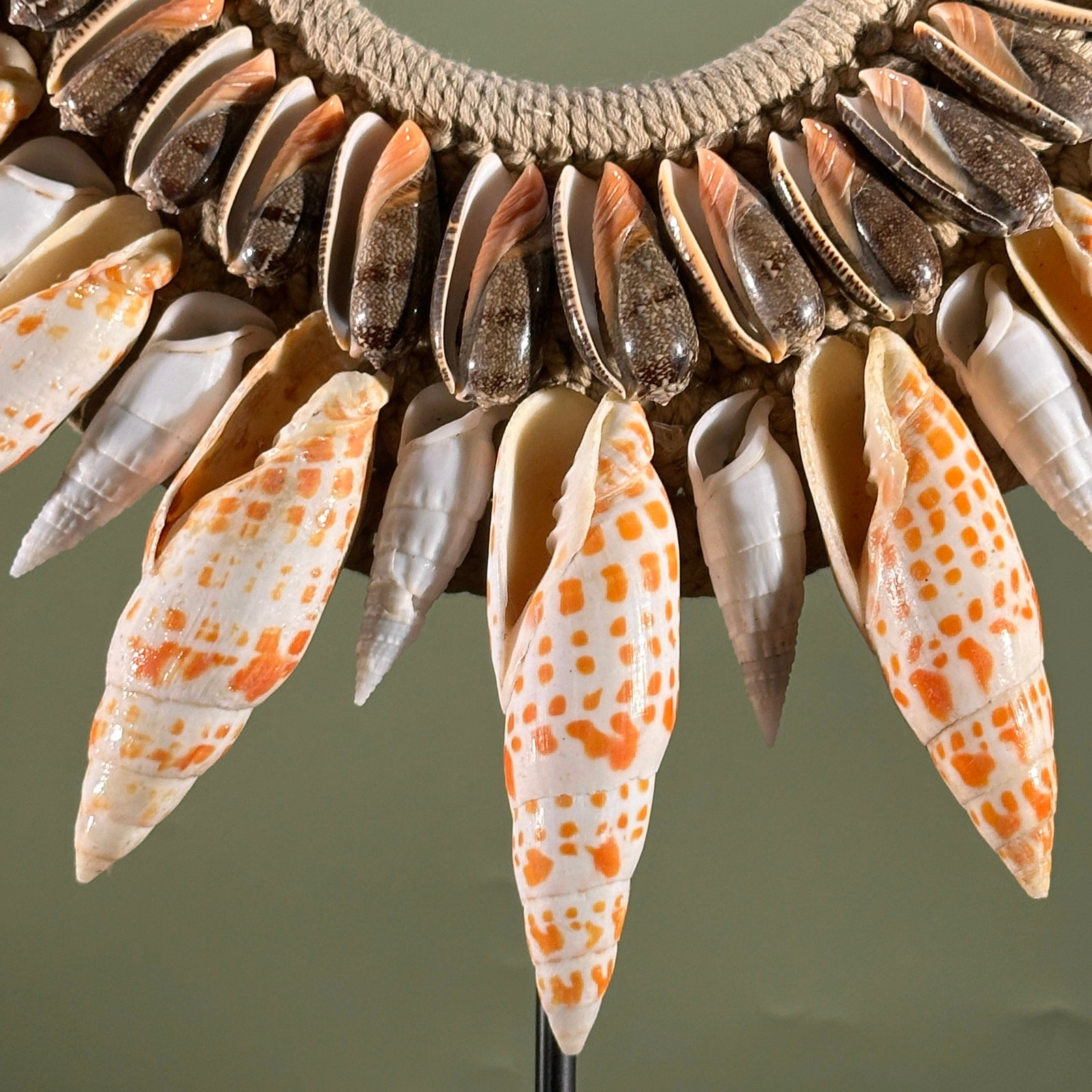 Decorative Papua necklace - Large Burnt Orange Miter Shells - 5