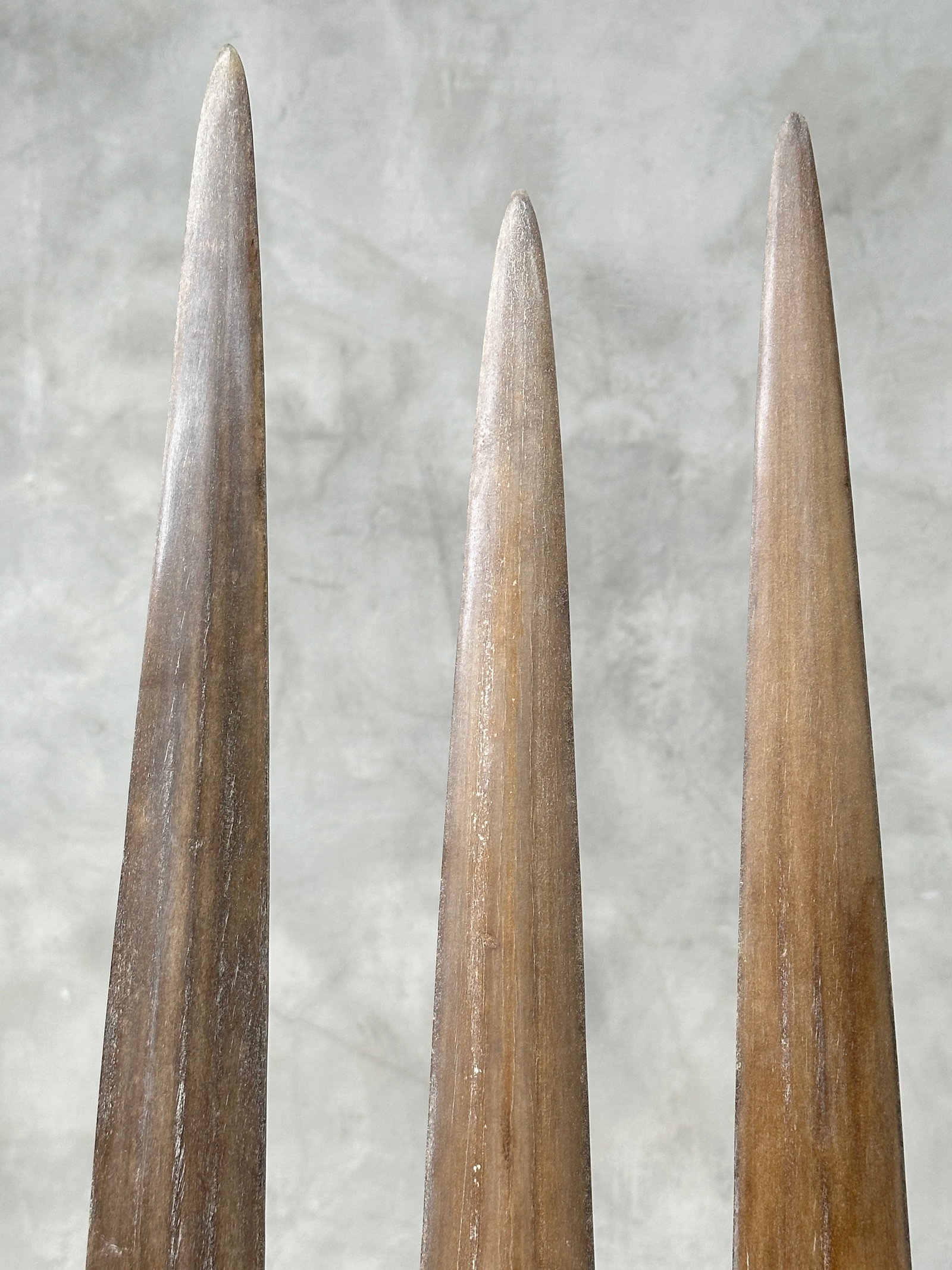 Swordfish tusk trio with custom stands - 10