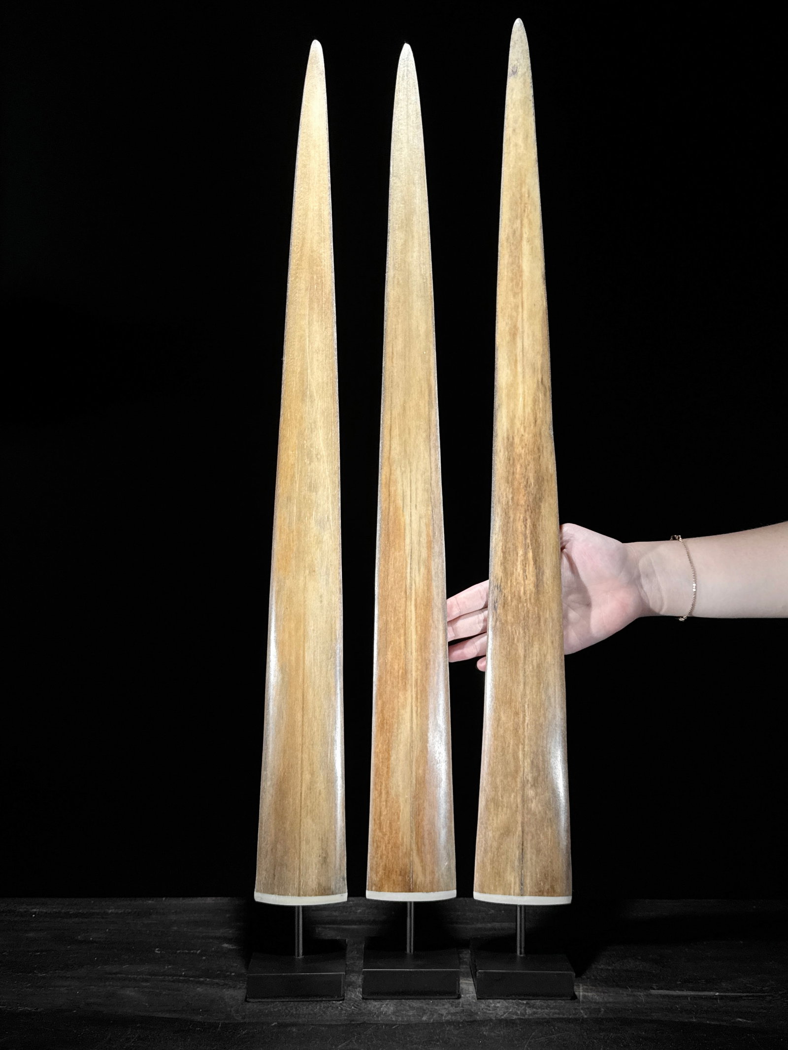 Swordfish tusk trio with custom stands (1 of 10)