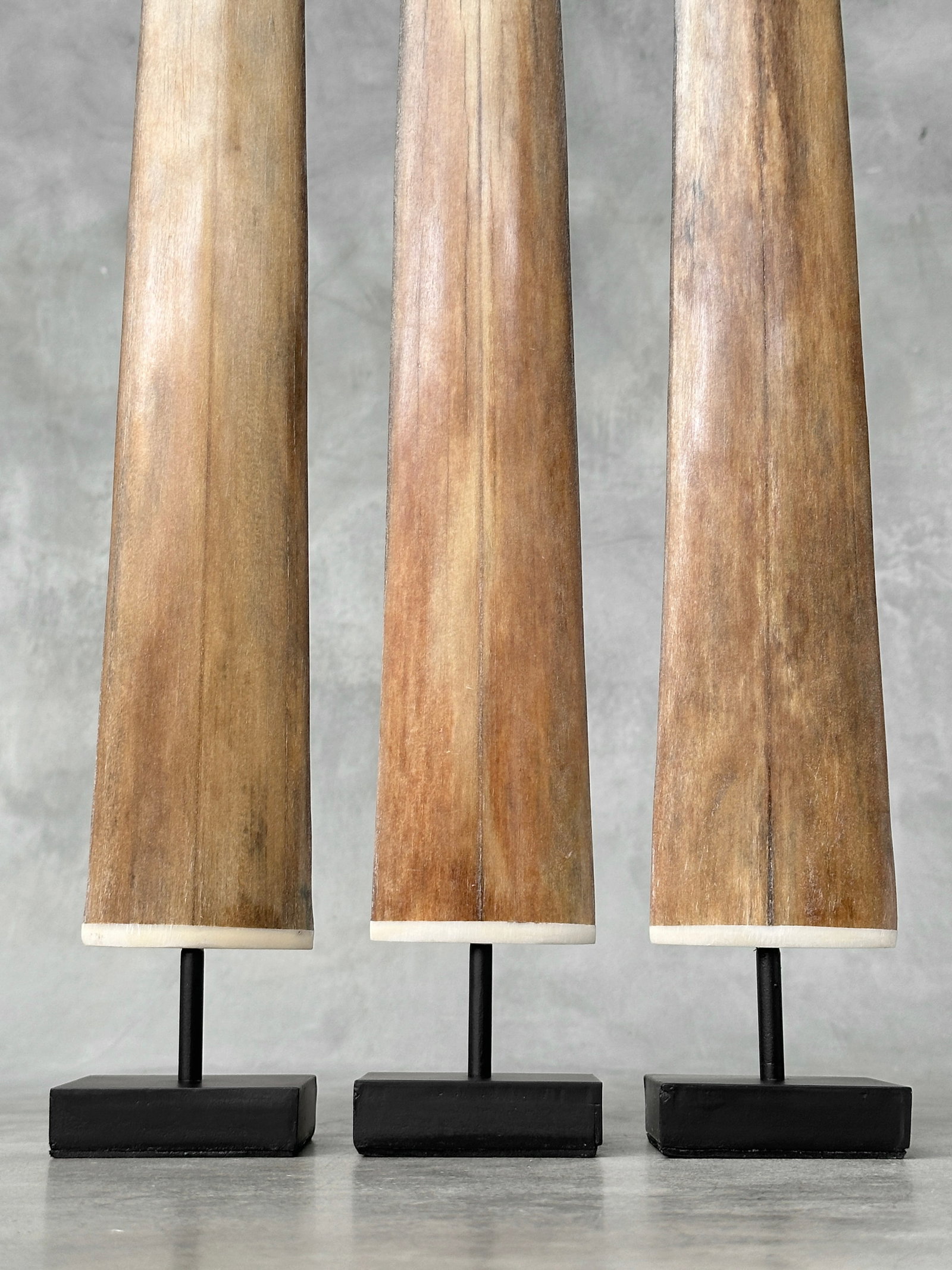 Swordfish tusk trio with custom stands - 4
