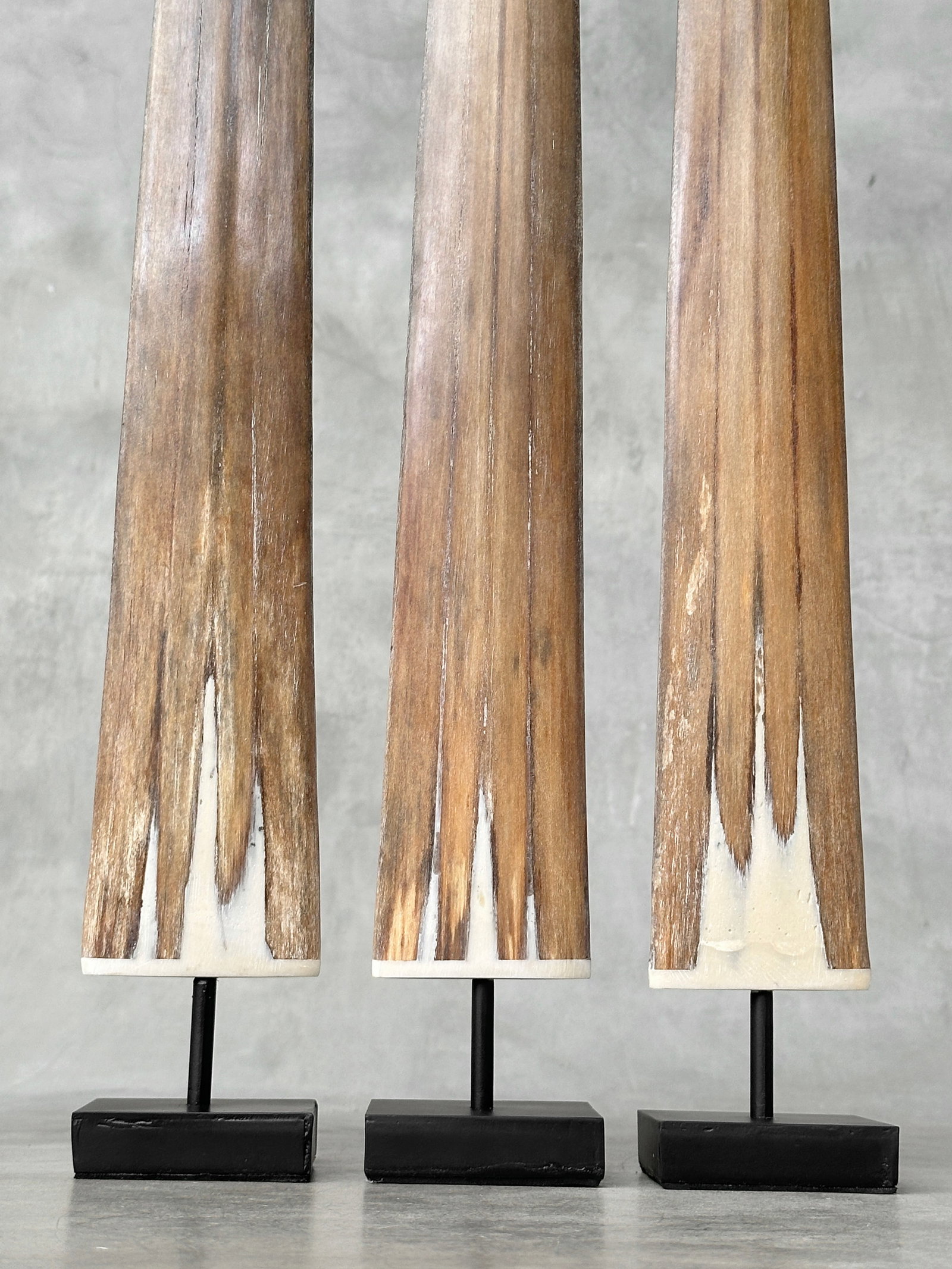 Swordfish tusk trio with custom stands - 9