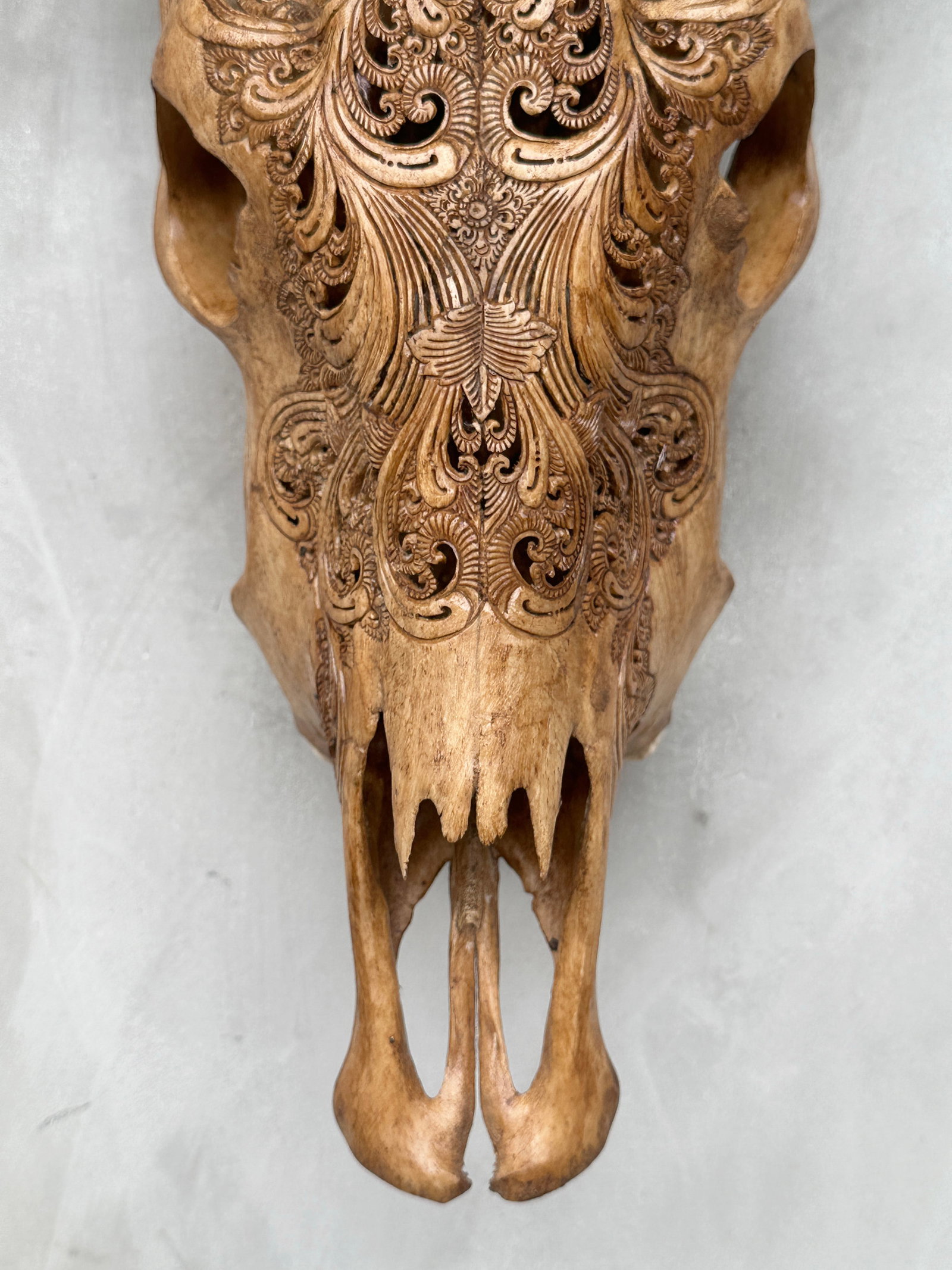 Stunning brown cow skull - Peacock motif with abalone inlay - 5