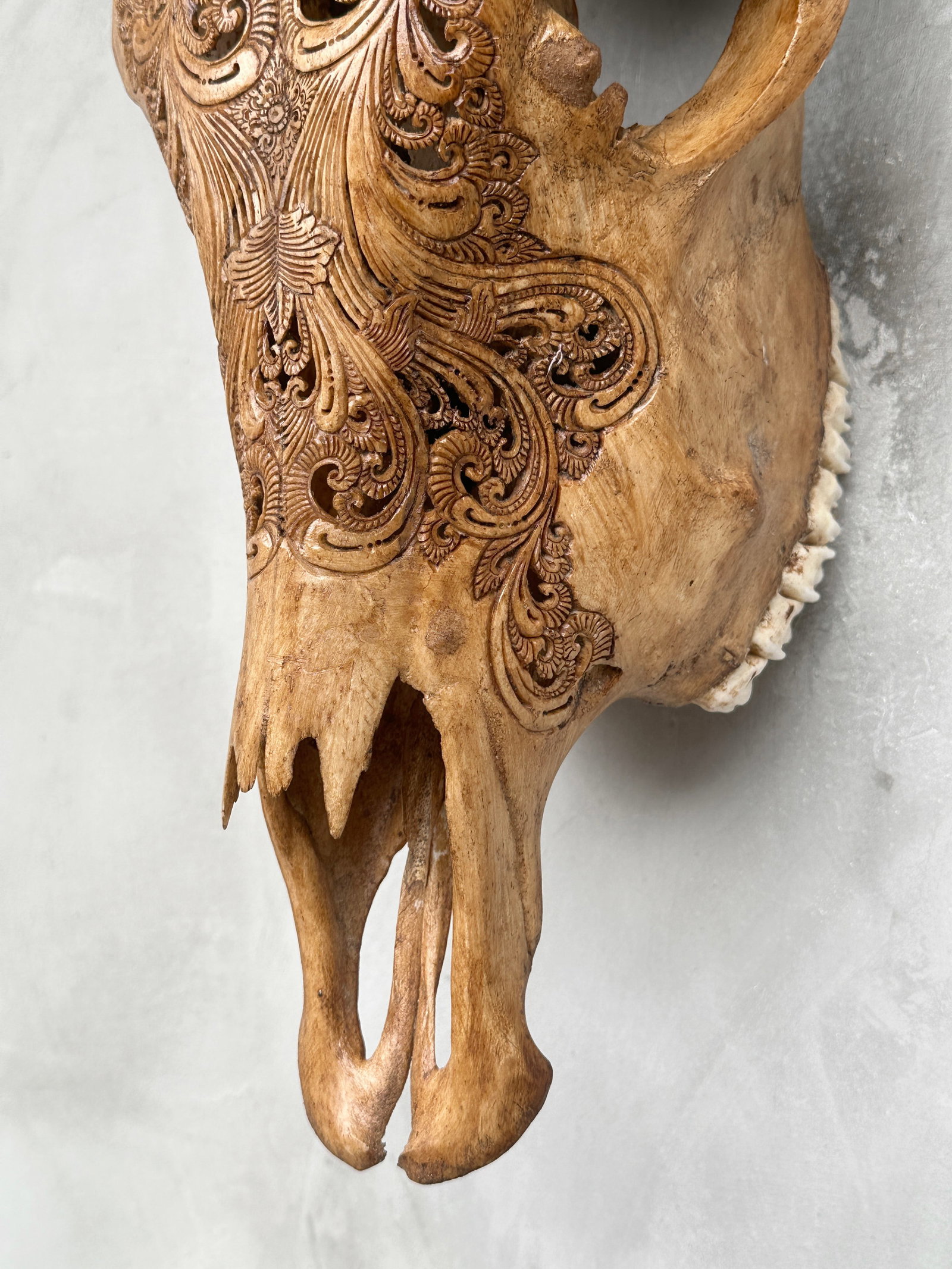 Stunning brown cow skull - Peacock motif with abalone inlay - 9