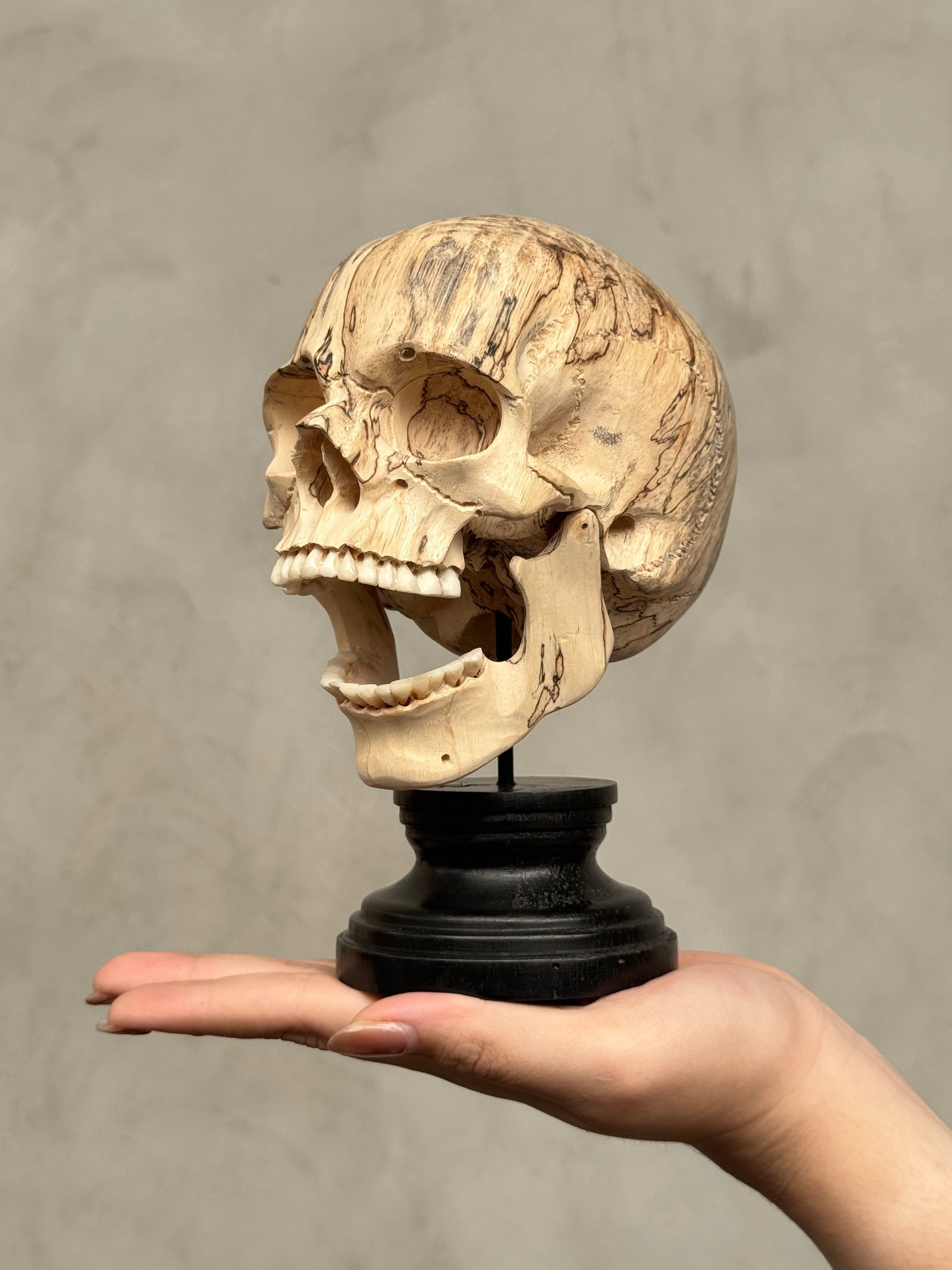 Wonderful human skull with a beautiful grain on a custom stand: Title: Wonderful human skull with a beautiful grain on a custom stand Maker:Unknown Origin: Indonesia Date/Period:2026 Materials:Tamarind Wood, Steel, Wood Dimensions:Height incl. stand: 19 cm / 7.4 i