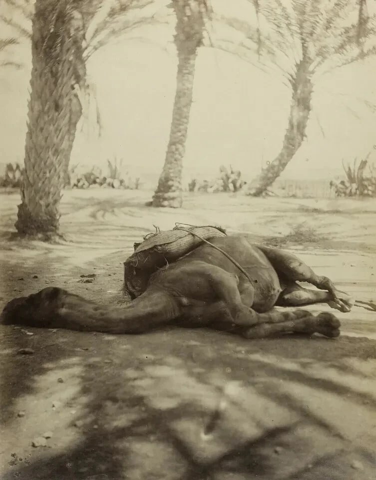 Camel Sleeping Algeria Albumen - Vintage Photography c. 1870: Title: Camel Sleeping Algeria Albumen - Vintage Photography c. 1870 Description: 26,5 x 20,5 cm / 10.43 x 8.07 inches Reserve: $70.00 Shipping: Domestic: Flat-rate of $20.00 to anywhere within