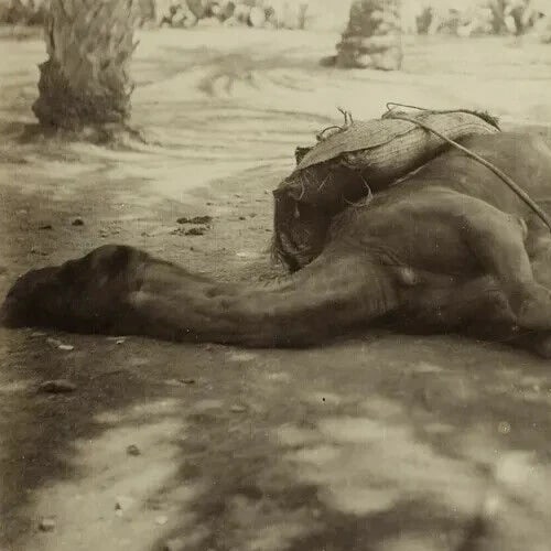 Camel Sleeping Algeria Albumen - Vintage Photography c. 1870 - 2