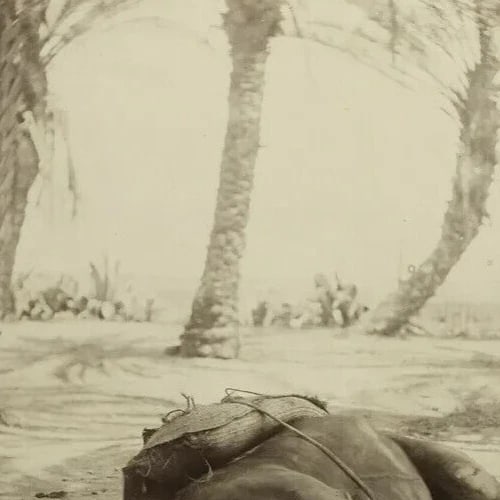 Camel Sleeping Algeria Albumen - Vintage Photography c. 1870 - 3