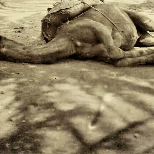 Camel Sleeping Algeria Albumen - Vintage Photography c. 1870 - 6