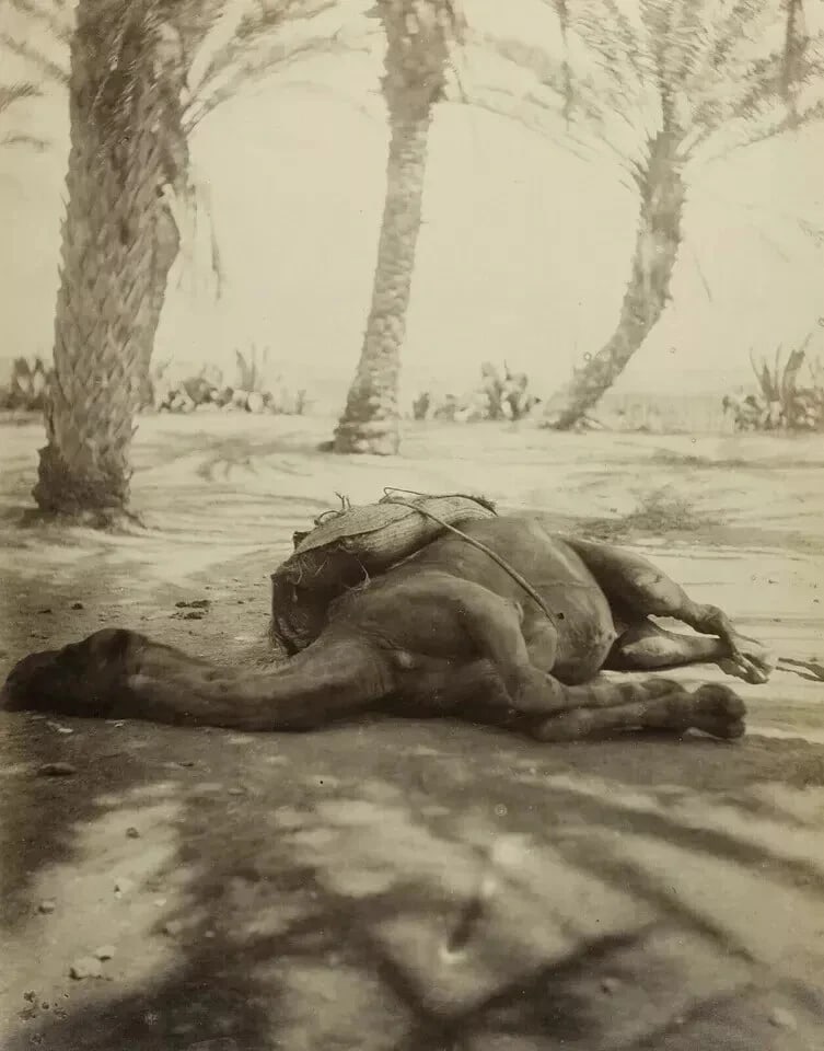 Camel Sleeping Algeria Albumen - Vintage Photography c. 1870 - 8