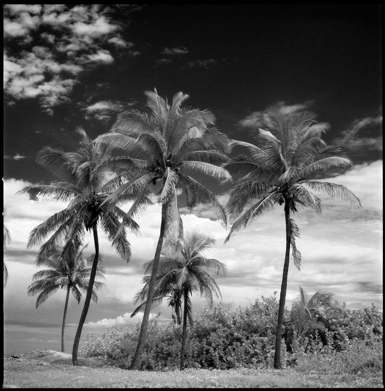 Coconut Trees, Santa Maria Beach, Havana, Cuba - Silver Gelatin Photograph: Title: Coconut Trees, Santa Maria Beach, Havana, Cuba - Silver Gelatin Photograph Description: Coconut Trees, Santa Maria Beach, Havana, Cuba - Silver Gelatin Photograph - Limited Edition of 10 Paul C