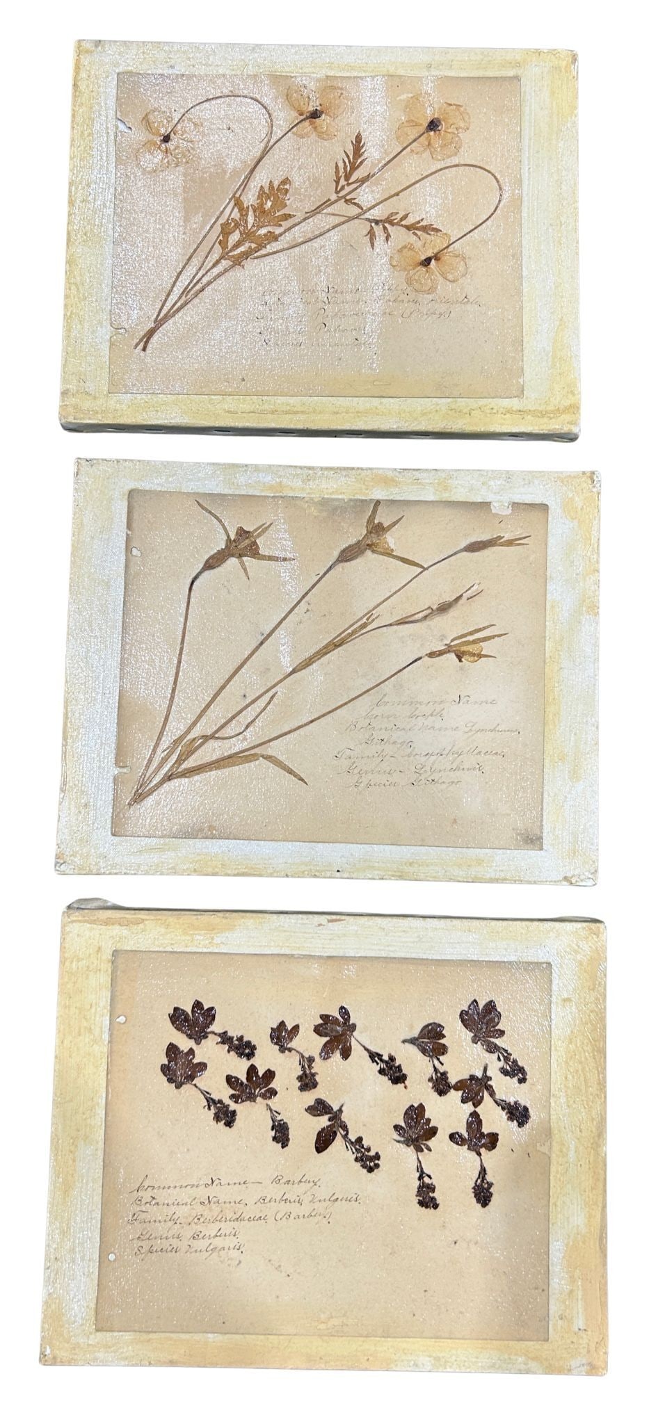 Set of Three Botanical Studies on Canvas Board: This lot presents a collection of three framed botanical studies, each showcasing pressed and dried plant specimens mounted on aged paper. Each specimen appears to be hand-labeled with scientific