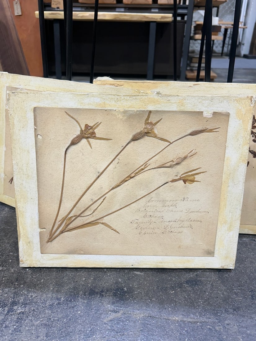 Set of Three Botanical Studies on Canvas Board - 3