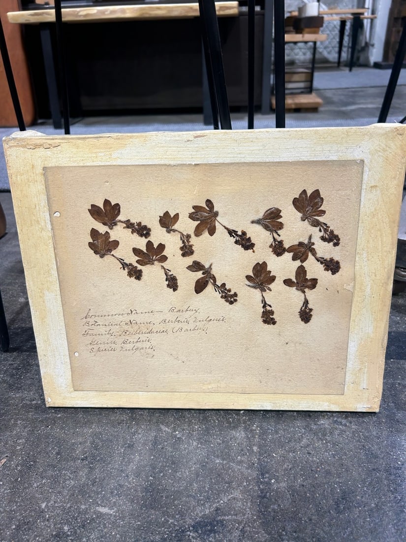 Set of Three Botanical Studies on Canvas Board - 4