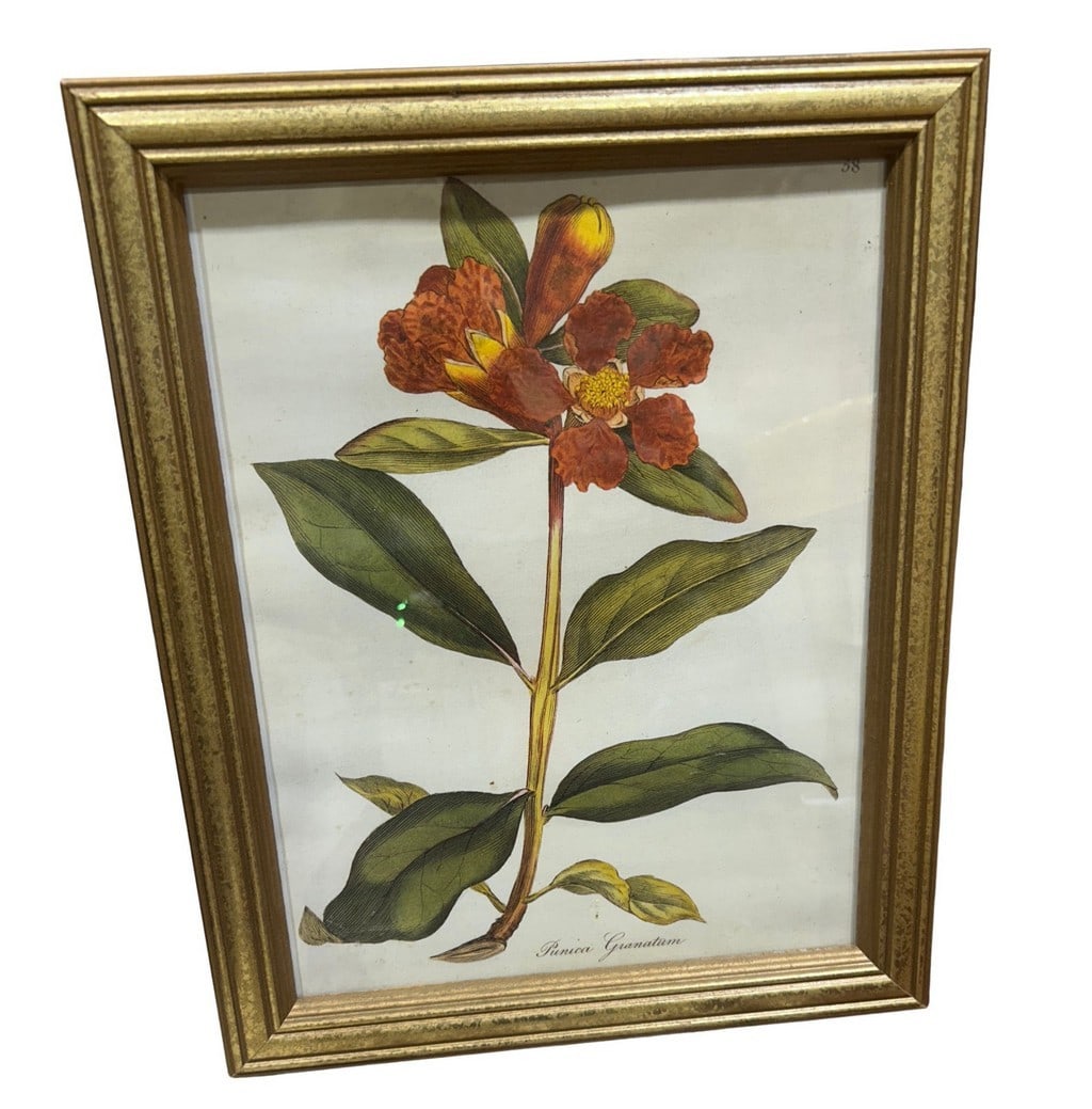 Framed Botanical Print, "Punica Granatum": This auction lot features a framed botanical print titled "Punica Granatum," depicting a detailed illustration of a pomegranate branch with blossoms and leaves. The print is presented in a classic