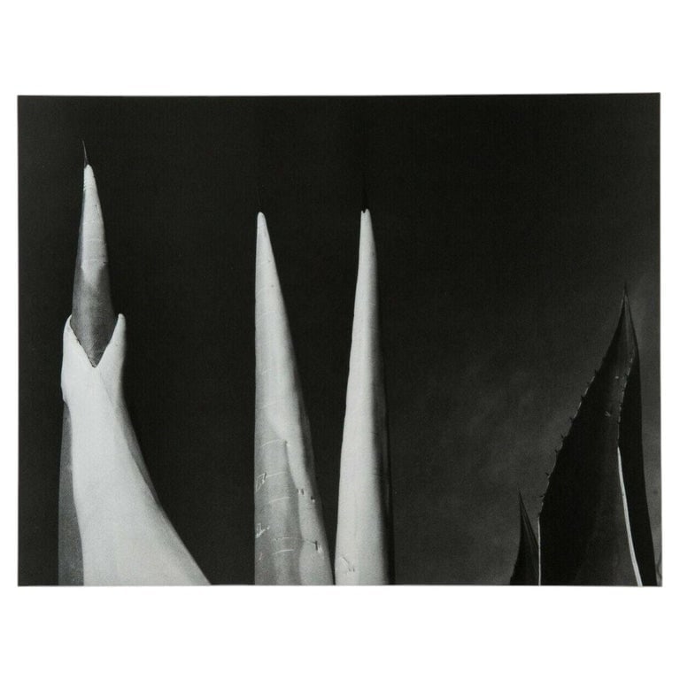 Mariana Yampolsky "Maguey Capado" Lithographic Photo Print Limited 1/250 Signed: Internationally renowned photographer. This photographic image "Maguey Capado" is used on the book cover entitled œImage- Memory?. The artist is deceased and is considered a œNational Treasure of