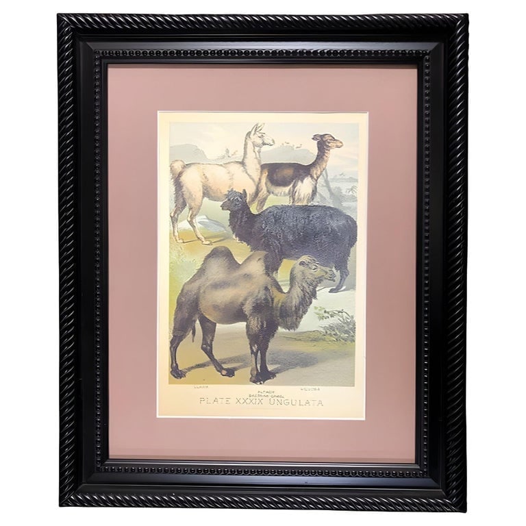 Ungulates 39 Natural Sciences Lithograph by Georges Cuvier, Framed: Original 1950 "Ungulates 39" Natural Sciences Lithograph by Georges Cuvier in a black frame mounted to purple matboard. This artwork showcases the diversity of ungulates, featuring a llama with its
