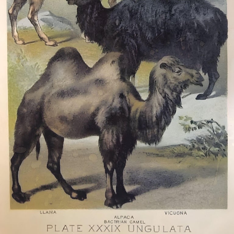 Ungulates 39 Natural Sciences Lithograph by Georges Cuvier, Framed - 3