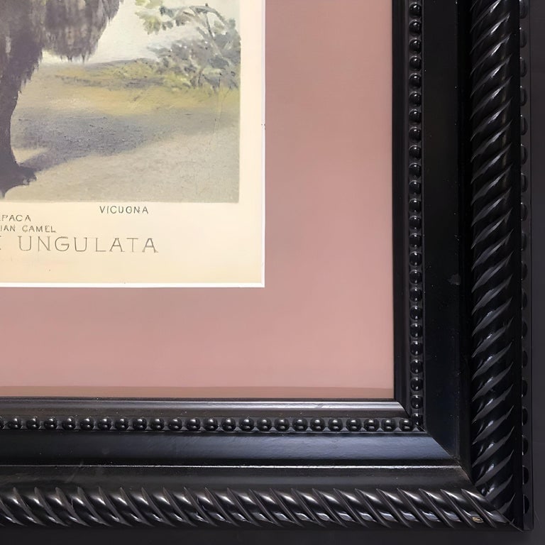 Ungulates 39 Natural Sciences Lithograph by Georges Cuvier, Framed - 4