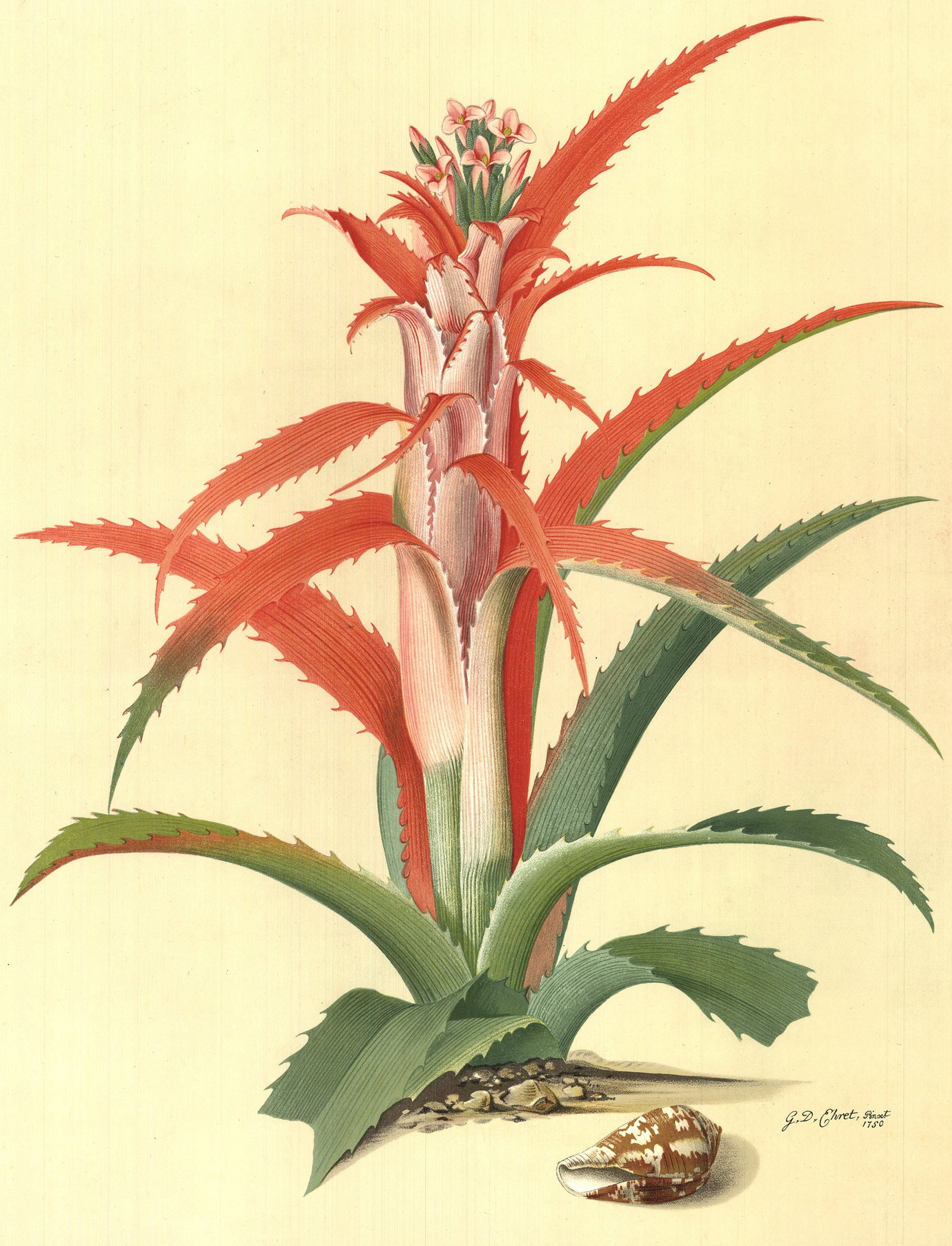 Georg Dionysius Ehret - Flower Books and Paintings from the Plesch Botanical Foundation - 1958 - 2