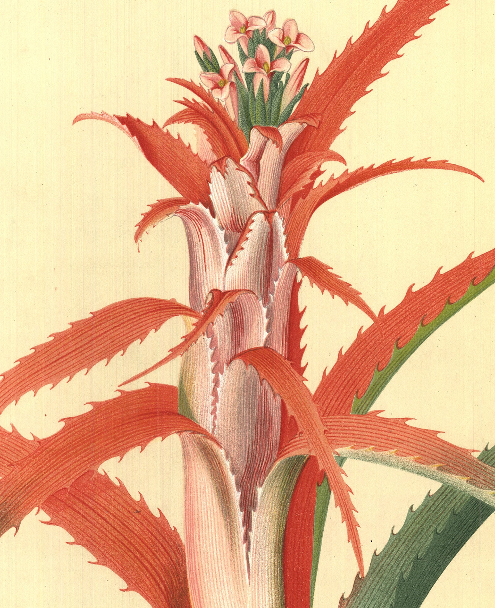 Georg Dionysius Ehret - Flower Books and Paintings from the Plesch Botanical Foundation - 1958 - 3