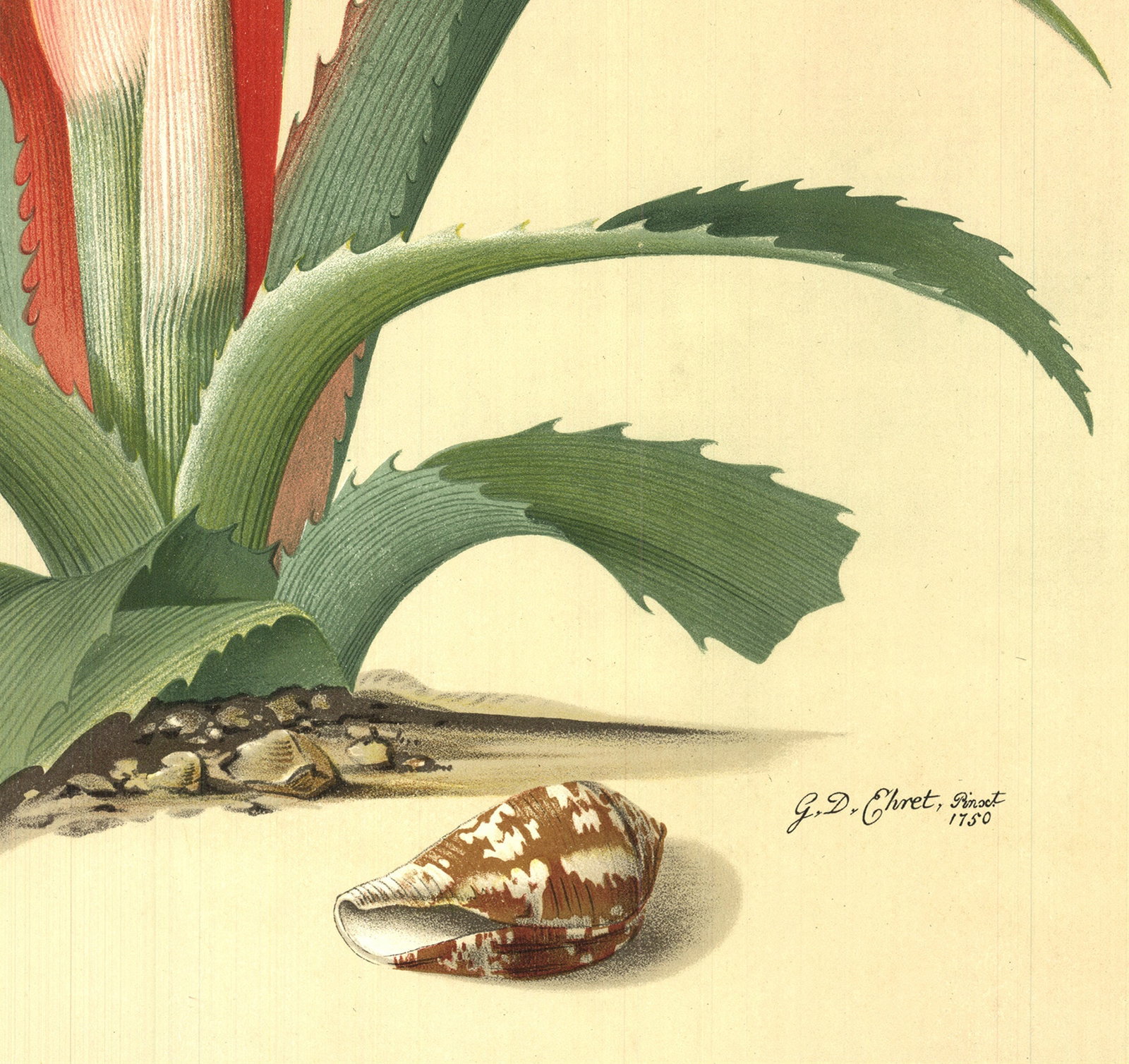Georg Dionysius Ehret - Flower Books and Paintings from the Plesch Botanical Foundation - 1958 - 4