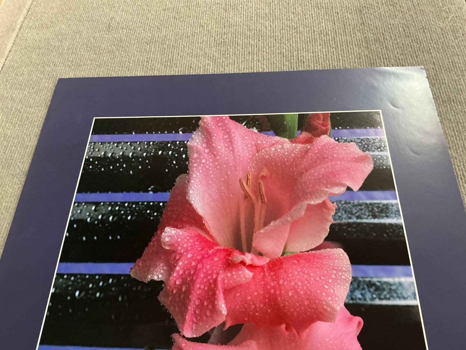 James Cordes - Gladiolus - 1983 Offset Lithograph 28 x 20"" - 9
