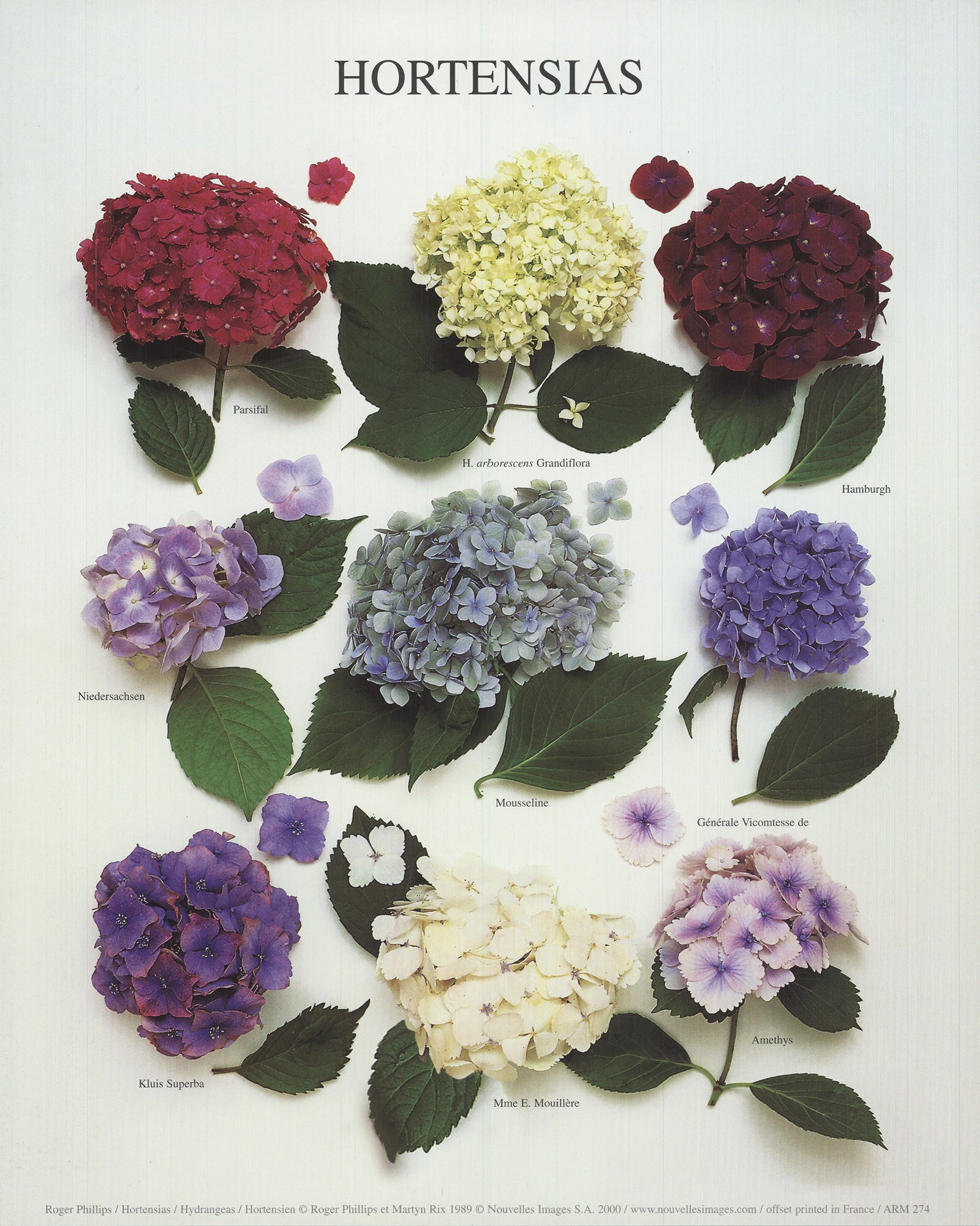 Roger Phillips - Hydrangeas - 2000 Offset Lithograph 12 x 9.5"" (1 of 1)