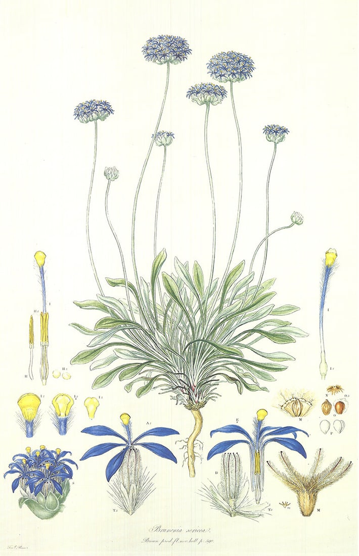 Ferdinand Bauer - Illustrations of the Flora of New Holland - 1990 Offset Lithograph 30 x 20"" - 2