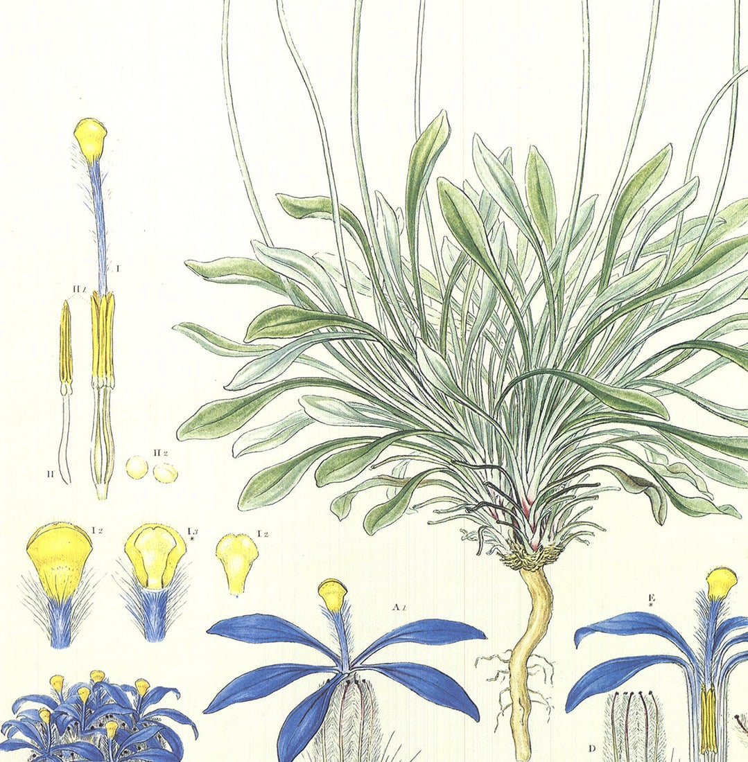 Ferdinand Bauer - Illustrations of the Flora of New Holland - 1990 Offset Lithograph 30 x 20"" - 3