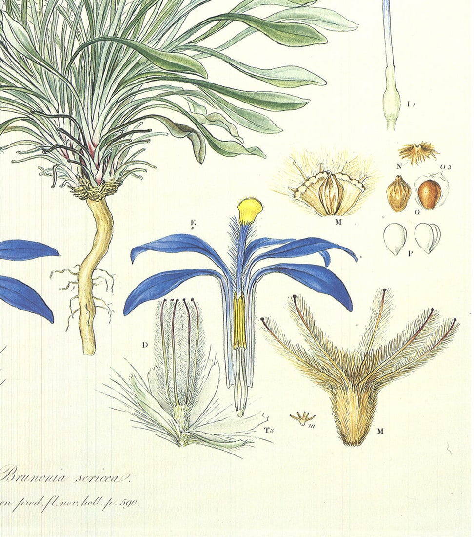 Ferdinand Bauer - Illustrations of the Flora of New Holland - 1990 Offset Lithograph 30 x 20"" - 4