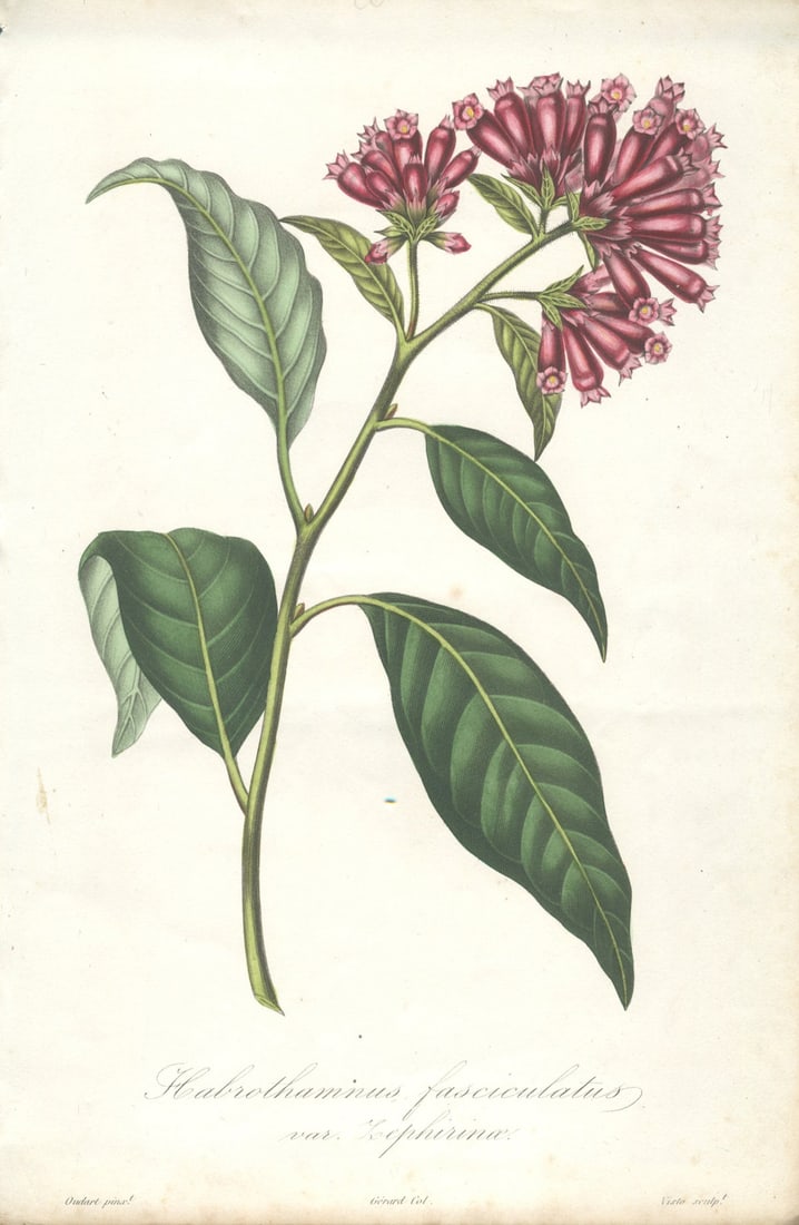 Francois Herincq - Malacothamnus fasciculatus var. Zephirine - 1872 Lithograph 9.5 x 6"": Title: Francois Herincq - Malacothamnus fasciculatus var. Zephirine - 1872 Lithograph 9.5 x 6" Description: "Malacothamnus fasciculatus var. Zephirine" by Francois Herincq, 1872 Unsigned Lithograph. P