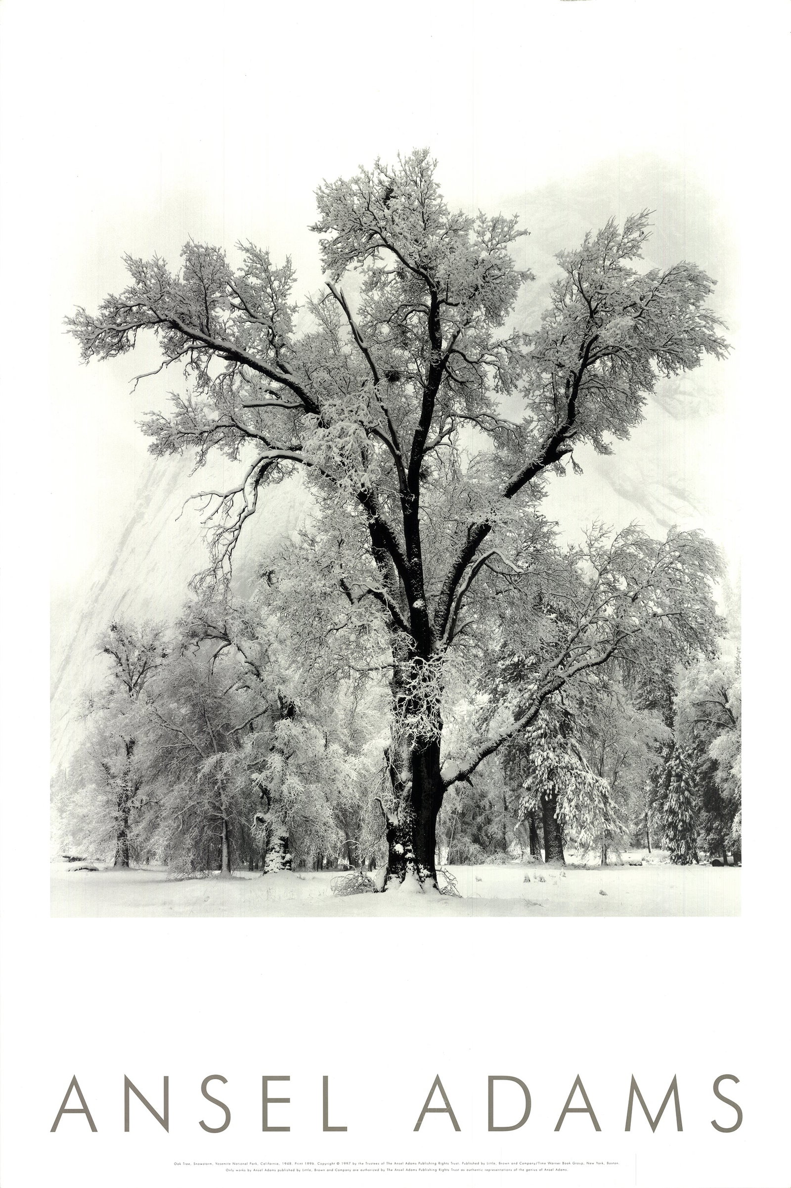 Ansel Adams - Oak Tree, Snowstorm, Yosemite National Park, California (1948) - 1997 Offset (1 of 4)