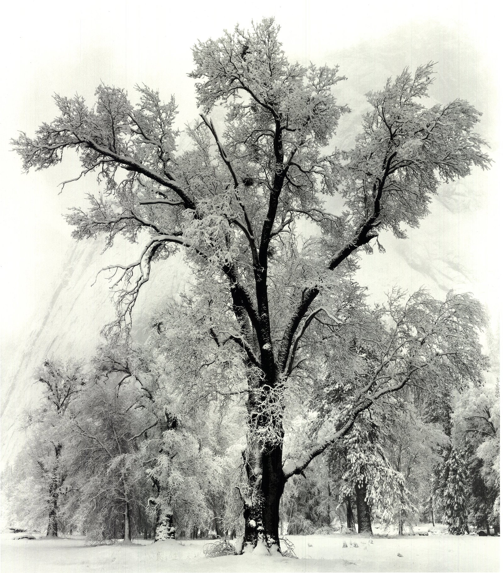 Ansel Adams - Oak Tree, Snowstorm, Yosemite National Park, California (1948) - 1997 Offset - 2