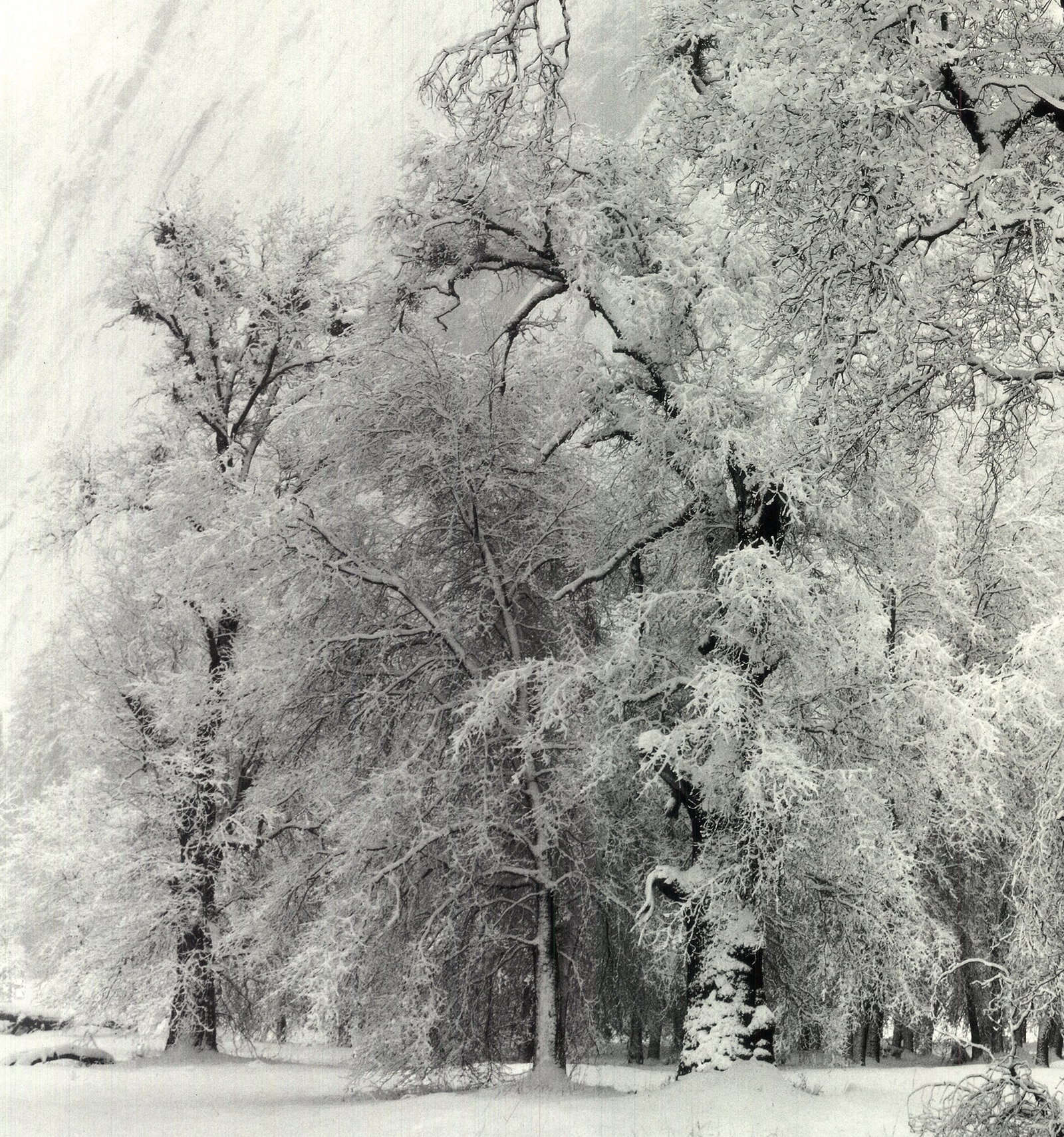 Ansel Adams - Oak Tree, Snowstorm, Yosemite National Park, California (1948) - 1997 Offset - 3