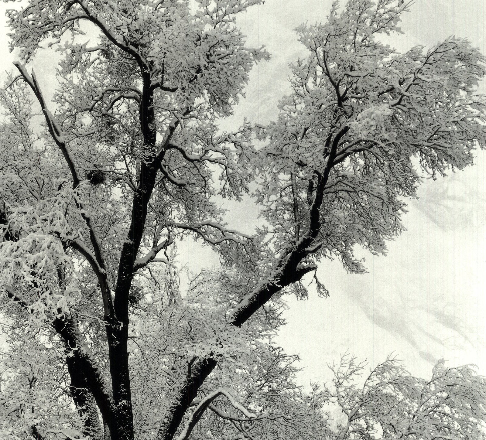 Ansel Adams - Oak Tree, Snowstorm, Yosemite National Park, California (1948) - 1997 Offset - 4