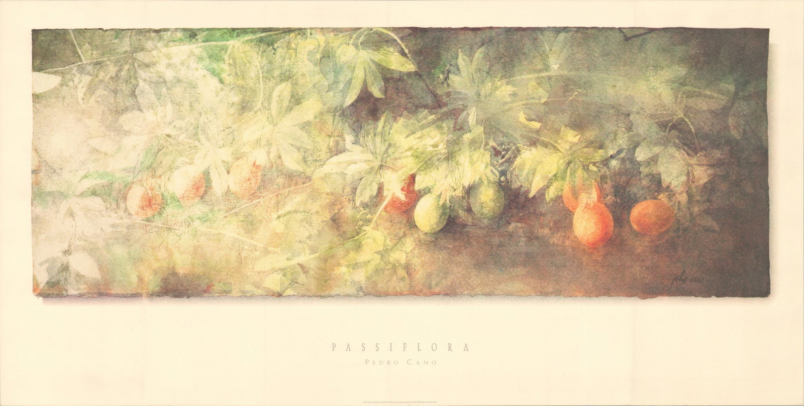 Pedro Cano - Passiflora - 1996 Offset Lithograph 20.25 x 39.5"": Title: Pedro Cano - Passiflora - 1996 Offset Lithograph 20.25 x 39.5" Description: "Passiflora" by Pedro Cano, 1996 Unsigned Offset Lithograph. Paper size is 20.25 x 39.5 inches, with an image size of