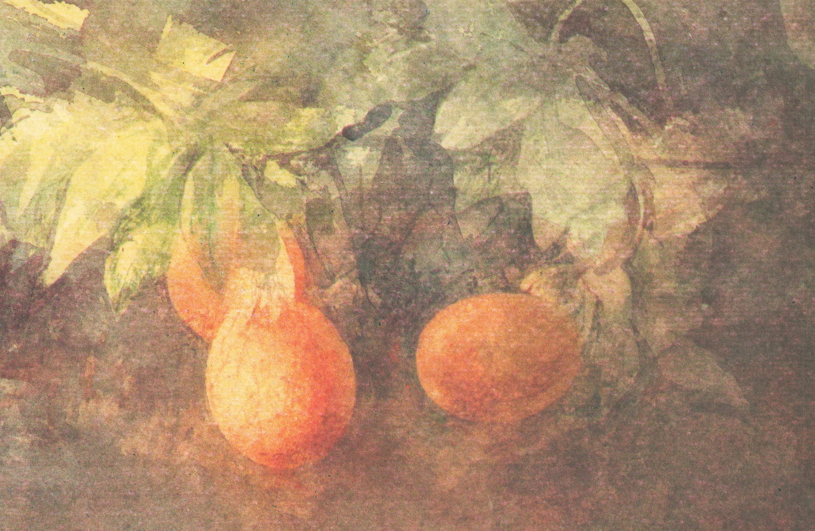 Pedro Cano - Passiflora - 1996 Offset Lithograph 20.25 x 39.5"" - 3