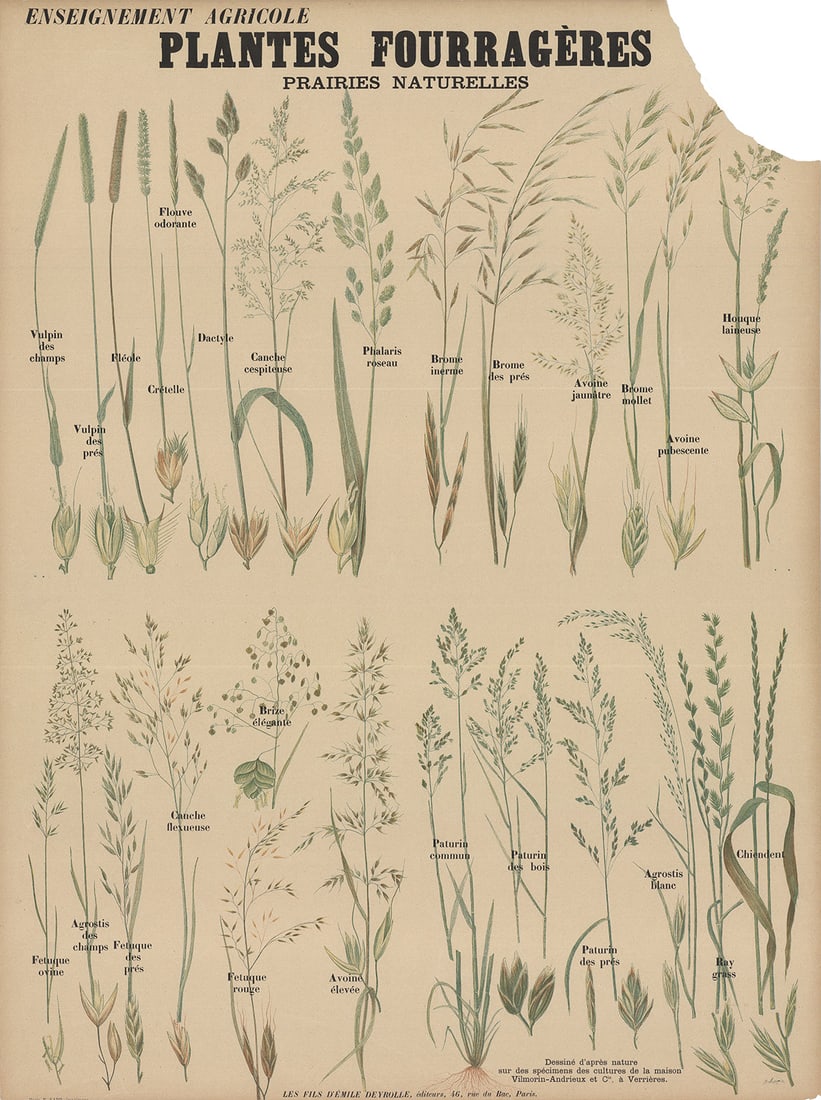 Emile Deyrolle - Plantes Fourrageres Teaching Chart - Offset Lithograph 32.25 x 23.5"": Title: Emile Deyrolle - Plantes Fourrageres Teaching Chart - Offset Lithograph 32.25 x 23.5" Description: "Plantes Fourrageres Teaching Chart" by Emile Deyrolle, Unsigned Offset Lithograph. Paper size