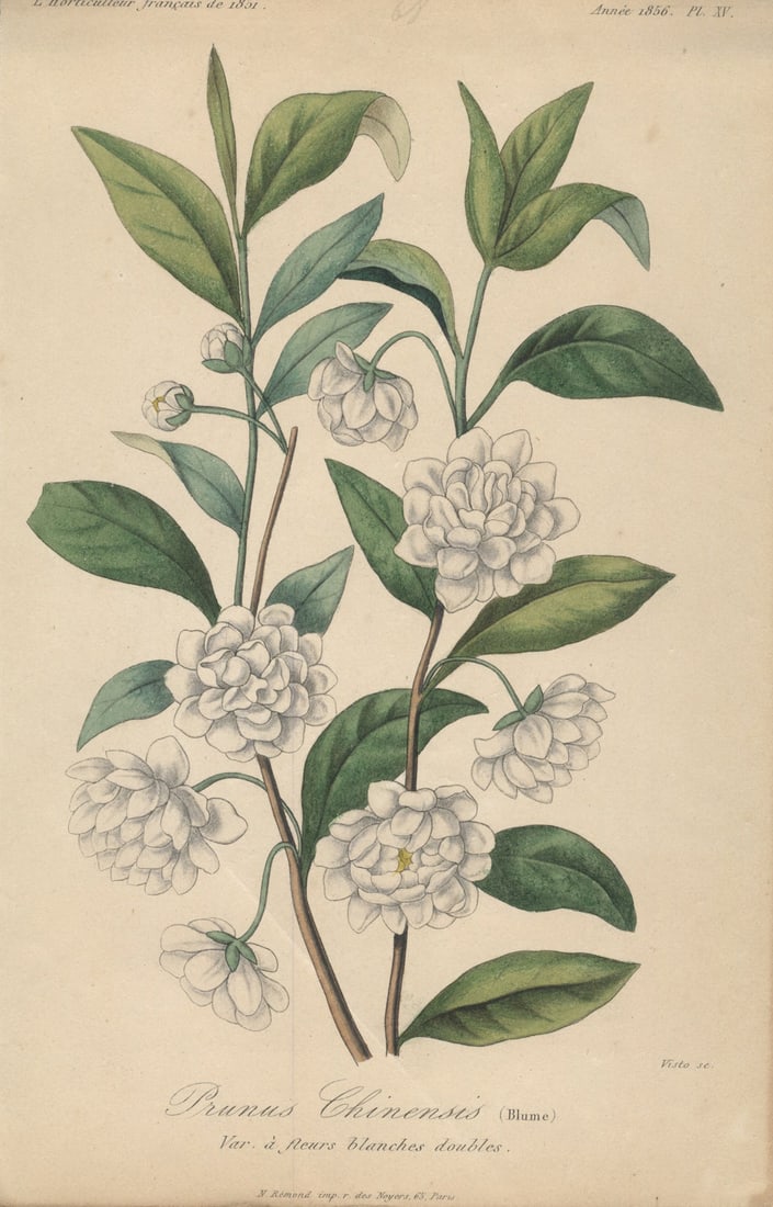 Francois Herincq - Prunus Chinensis (Blume), Var a fleurs blanches doubles - Lithograph 9.5 x 6"" (1 of 1)